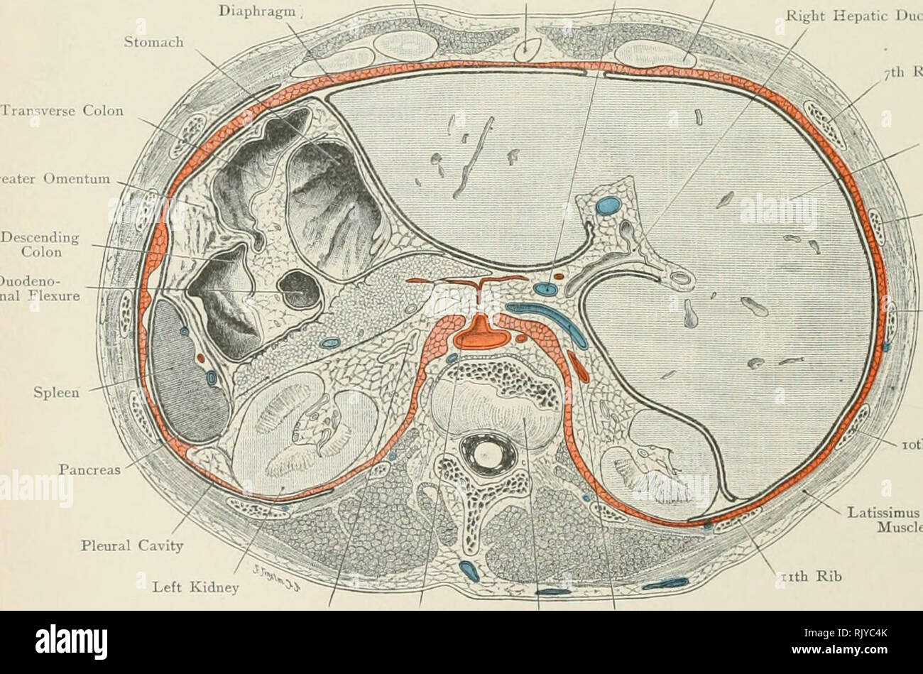 . De l'Atlas topographique (appliquée) L'anatomie humaine pour étudiants et praticiens. L'anatomie. Stoniarli ,lli Kil&gt ; oth Rib muscle latissimus dorsi Ocsoplia^'iis supra-ren.il Riffht Corps conduit thoracique du nerf n-ième vertèbre dorsale Thnracii" Fig aorte. 139. Section transversale à travers l'agrégation au niveau de l'UTH vertèbre dorsale. Vue du dessous. - - S/^^^» ^*^^* Muscle grand droit processus xiphoïde veine porte 7ème cartilage costal septième côte du canal hépatique droit. Grand Omentum foie angle duodéno-jéjunal , Cavitj Pleural Mtli Rib Pancréas' muscle latissimus dorsi rein gauche ^^^ nth Banque D'Images