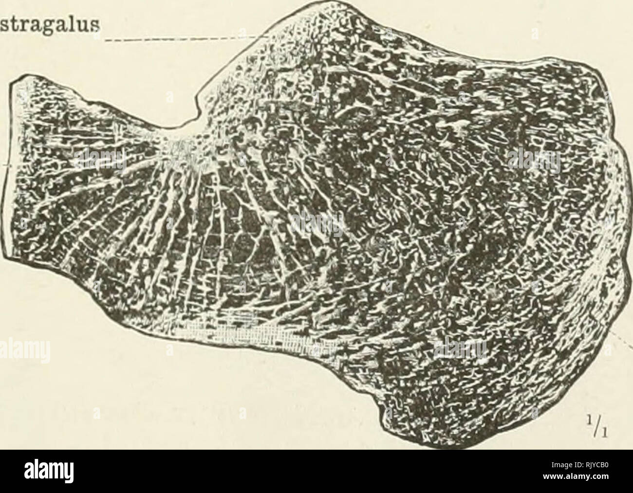 . Un atlas de l'anatomie humaine pour les étudiants et les médecins. L'anatomie. Surface articulaire supérieure de la trochlée tali l'astragale de la partie postérieure de l'articulation de deux facettes avec le faciès calcanéum articularis calcanea posterior Fig. 24.-les talus, l'Astragale, en coupe sagittale. Facette articulaire postérieure de l'astragale articularis faciès facette articulaire postérieure pour le cuboïde articularis cuboidea de faciès. " De la tubérosité os calcis Tuber calcanei Fig. 25.-l'Os Calcis, calcanéum, en coupe sagittale. L'ossa tarsi-tarses : Substantia compacta et substantia spongiose primaire ossium-Comp Banque D'Images