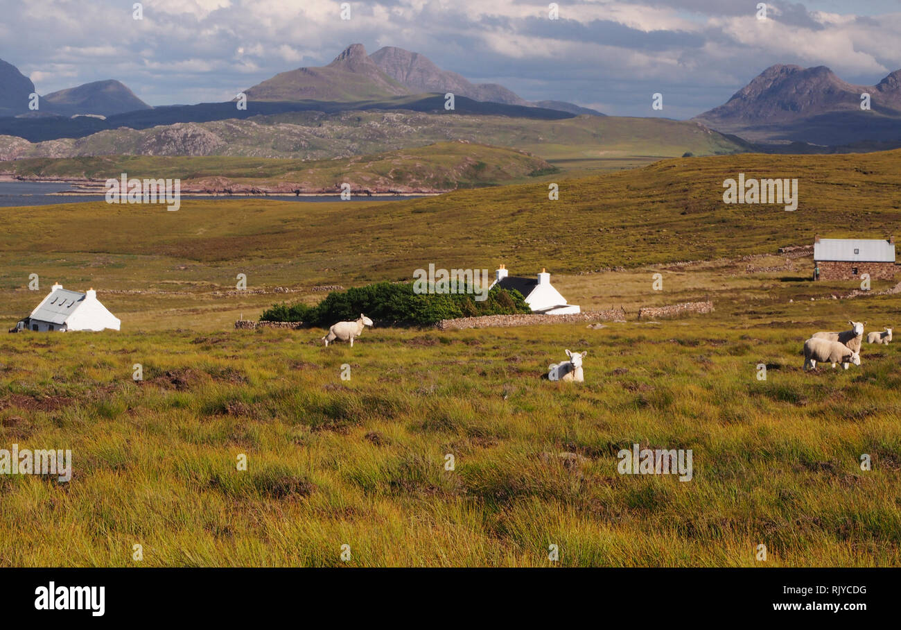 Vue d'une petite communauté sur le crofting ancienne péninsule Coigach Ecosse, avec des moutons en premier plan et les montagnes en arrière-plan Banque D'Images