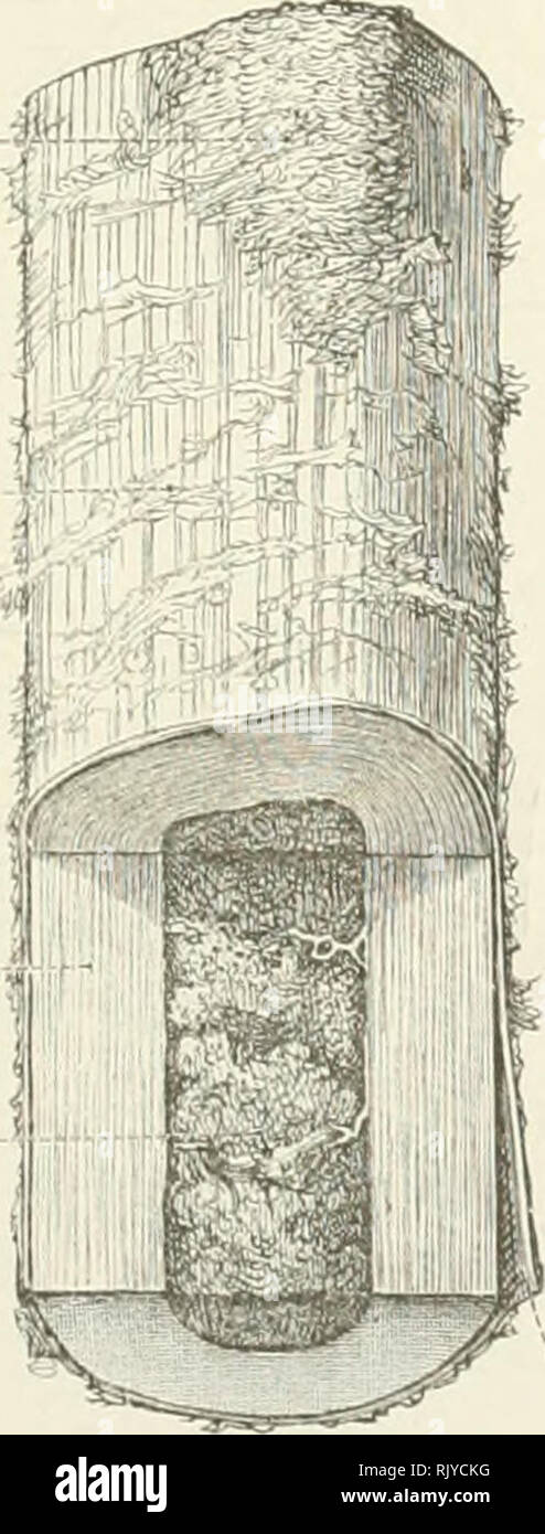 . Un atlas de l'anatomie humaine pour les étudiants et les médecins. L'anatomie. Surface de la section transversale du tissu osseux Compact Substantia compacta espaces médullaires du tissu spongieux de lamelles systèmes Haversien Surface de la section longitudinale les canaux de Volkmann extra-lamellse fondamental Fig. 8.-Diagramme de la structure de l'os. L'épaississement du périoste tfl $]4 sur le site d'origine d'un tissu osseux Compact périoste musculaire Substantia compacta ossis médullaire de la moelle osseuse. Veuillez noter que ces images sont extraites de la page numérisée des images qui peuvent avoir été retouchées numériquement pour plus de lisibilité Banque D'Images