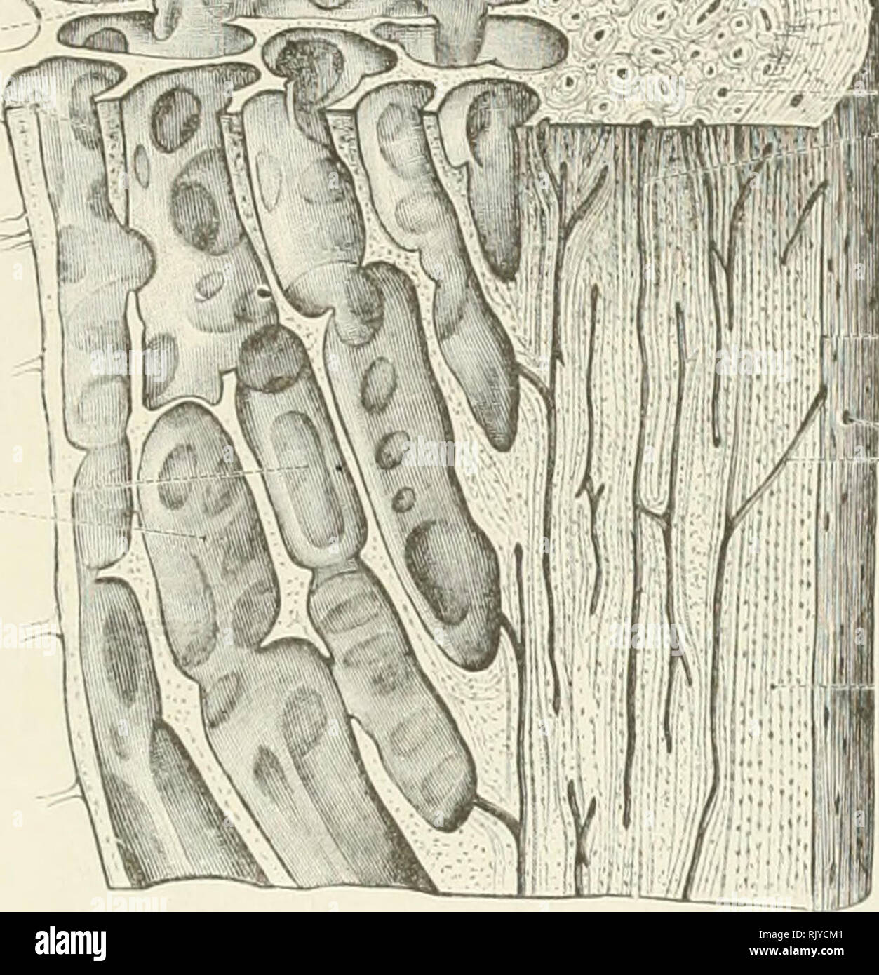 . Un atlas de l'anatomie humaine pour les étudiants et les médecins. L'anatomie. La STRUCTURE DE L'os spongieux DES OS Substantia tissus spongiose primaire. Surface de la section transversale du tissu osseux Compact Substantia compacta espaces médullaires du tissu spongieux de lamelles systèmes Haversien Surface de la section longitudinale les canaux de Volkmann extra-lamellse fondamental Fig. 8.-Diagramme de la structure de l'os. L'épaississement du périoste tfl $]4 sur le site d'origine d'un tissu osseux Compact périoste musculaire Substantia compacta ossis médullaire de la moelle osseuse. Veuillez noter que ces images sont extraites de s Banque D'Images
