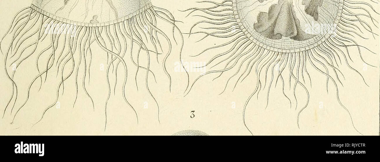 . Atlas de zoologie, ou collection de figures d'animaux nouveaux ou peu connus, ... avec une explication. OrHYTAIRES ZO. ZOOLOGIE. Dusaircs Jfé.. Fréchette¨tre- pinco. Zfuponchel ^La PIDC 1. OCYROà labiée. 2 . CALLTRHOE bagtérienne.o. EmGORE TCllie clie  =-i.. Campanulà MELICER.TE©e j.a.j^ eirrh&r&s- María§t/iazar S(.h. ticr/iGf. ^roj'd'MELrriijE à .de pourpre. Veuillez noter que ces images sont extraites de la page numérisée des images qui peuvent avoir été retouchées numériquement pour plus de lisibilité - coloration et l'aspect de ces illustrations ne peut pas parfaitement ressembler à l'œuvre originale.. Gervais, FranÂ©Ê Banque D'Images . Atlas de zoologie, ou collection de figures d'animaux nouveaux ou peu connus, ... avec une explication. OrHYTAIRES ZO. ZOOLOGIE. Dusaircs Jfé.. Fréchette¨tre- pinco. Zfuponchel ^La PIDC 1. OCYROà labiée. 2 . CALLTRHOE bagtérienne.o. EmGORE TCllie clie  =-i.. Campanulà MELICER.TE©e j.a.j^ eirrh&r&s- María§t/iazar S(.h. ticr/iGf. ^roj'd'MELrriijE à .de pourpre. Veuillez noter que ces images sont extraites de la page numérisée des images qui peuvent avoir été retouchées numériquement pour plus de lisibilité - coloration et l'aspect de ces illustrations ne peut pas parfaitement ressembler à l'œuvre originale.. Gervais, FranÂ©Ê Banque D'Images