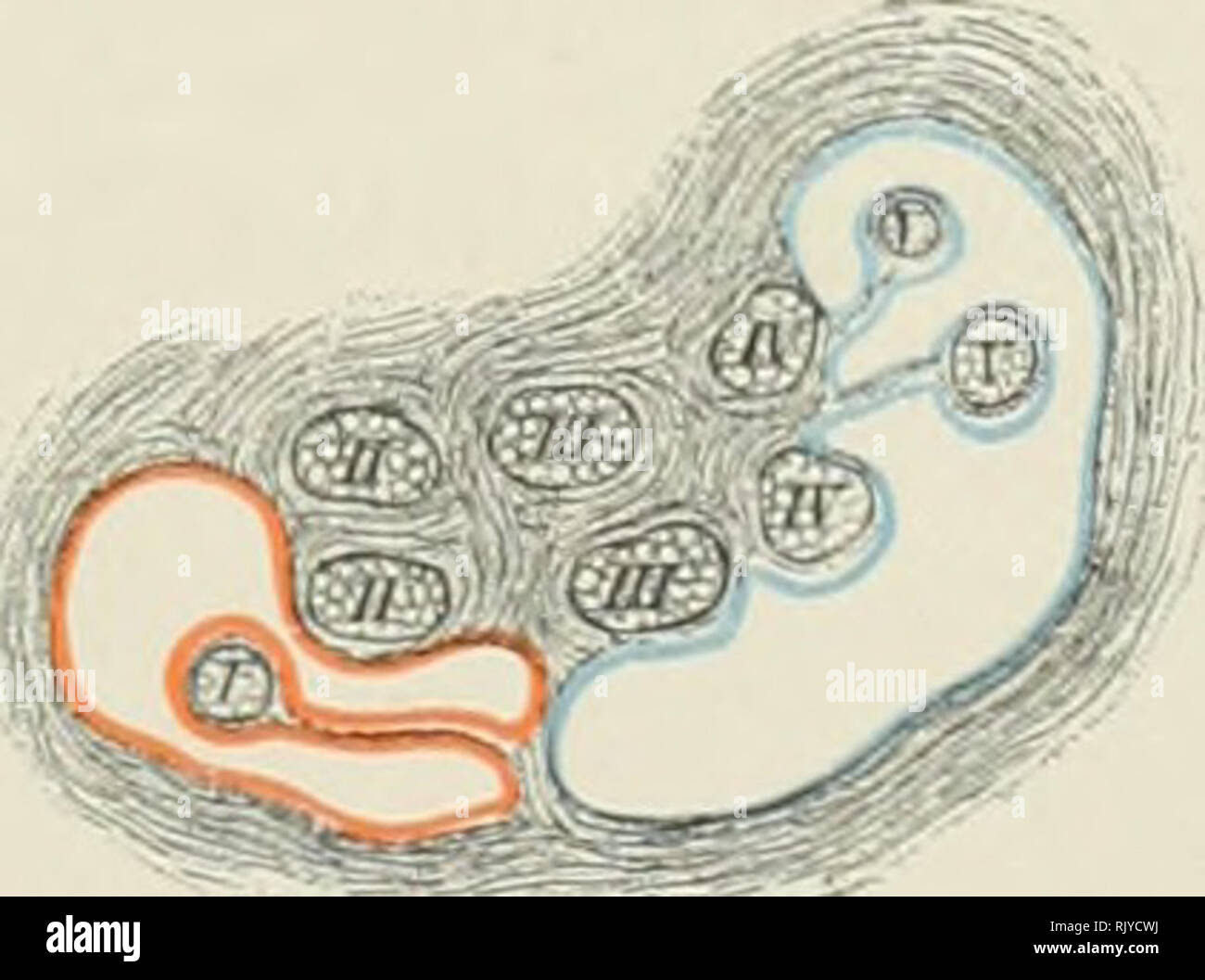 . De l'Atlas topographique (appliquée) L'anatomie humaine pour étudiants et praticiens. L'anatomie. . Veuillez noter que ces images sont extraites de la page numérisée des images qui peuvent avoir été retouchées numériquement pour plus de lisibilité - coloration et l'aspect de ces illustrations ne peut pas parfaitement ressembler à l'œuvre originale.. Bardeleben, Karl Heinrich von, 1849-1919 ; Haeckel, Ernst Heinrich Philipp August, 1834-1919. Londres :, Jean-Paul Tibéri limited ; New York, société, Jean-Paul Tibéri Banque D'Images