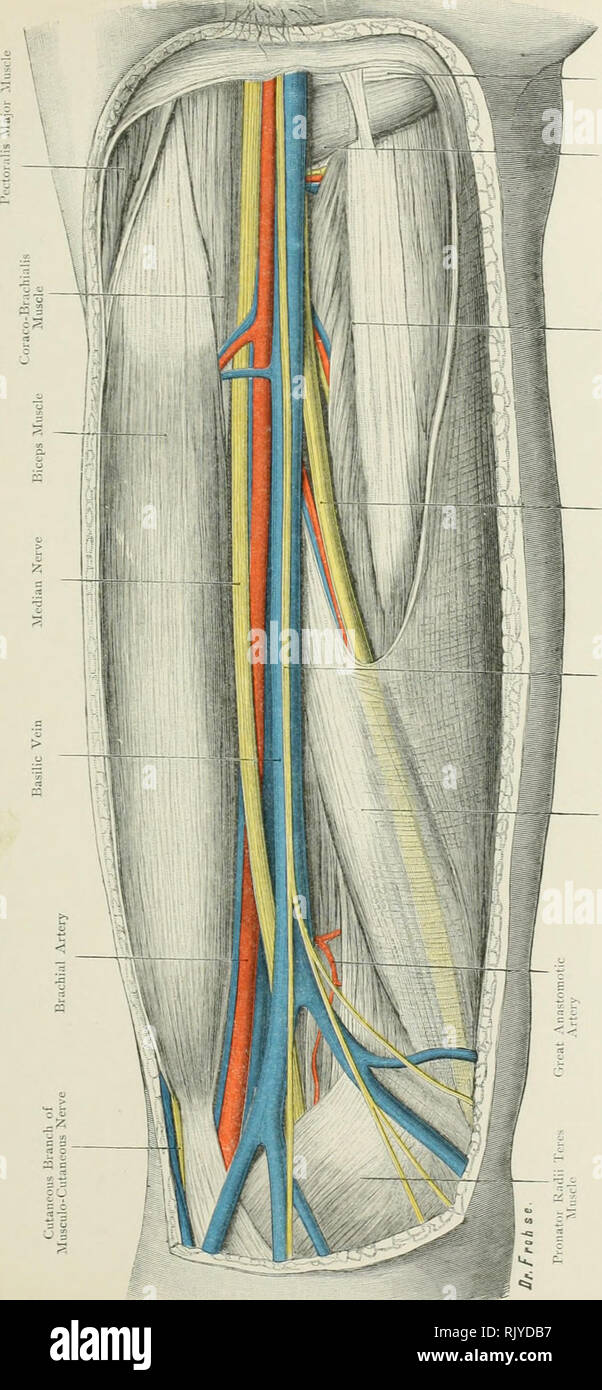 . De l'Atlas topographique (appliquée) L'anatomie humaine pour étudiants et praticiens. L'anatomie. . Veuillez noter que ces images sont extraites de la page numérisée des images qui peuvent avoir été retouchées numériquement pour plus de lisibilité - coloration et l'aspect de ces illustrations ne peut pas parfaitement ressembler à l'œuvre originale.. Bardeleben, Karl Heinrich von, 1849-1919 ; Haeckel, Ernst Heinrich Philipp August, 1834-1919. Londres :, Jean-Paul Tibéri limited ; New York, société, Jean-Paul Tibéri Banque D'Images