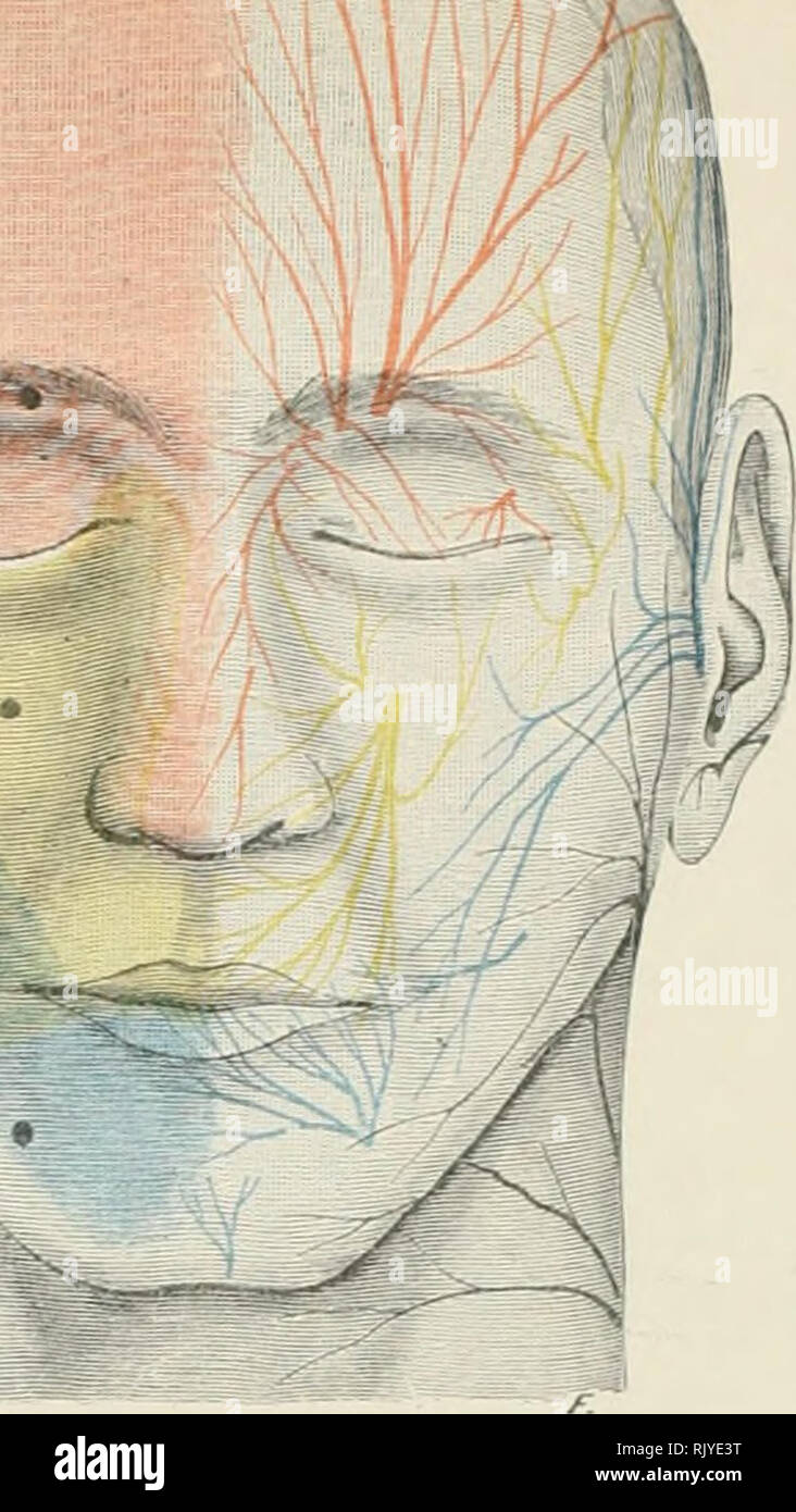 . De l'Atlas topographique (appliquée) L'anatomie humaine pour étudiants et praticiens. L'anatomie. . Veuillez noter que ces images sont extraites de la page numérisée des images qui peuvent avoir été retouchées numériquement pour plus de lisibilité - coloration et l'aspect de ces illustrations ne peut pas parfaitement ressembler à l'œuvre originale.. Bardeleben, Karl Heinrich von, 1849-1919 ; Haeckel, Ernst Heinrich Philipp August, 1834-1919. Londres :, Jean-Paul Tibéri limited ; New York, société, Jean-Paul Tibéri Banque D'Images