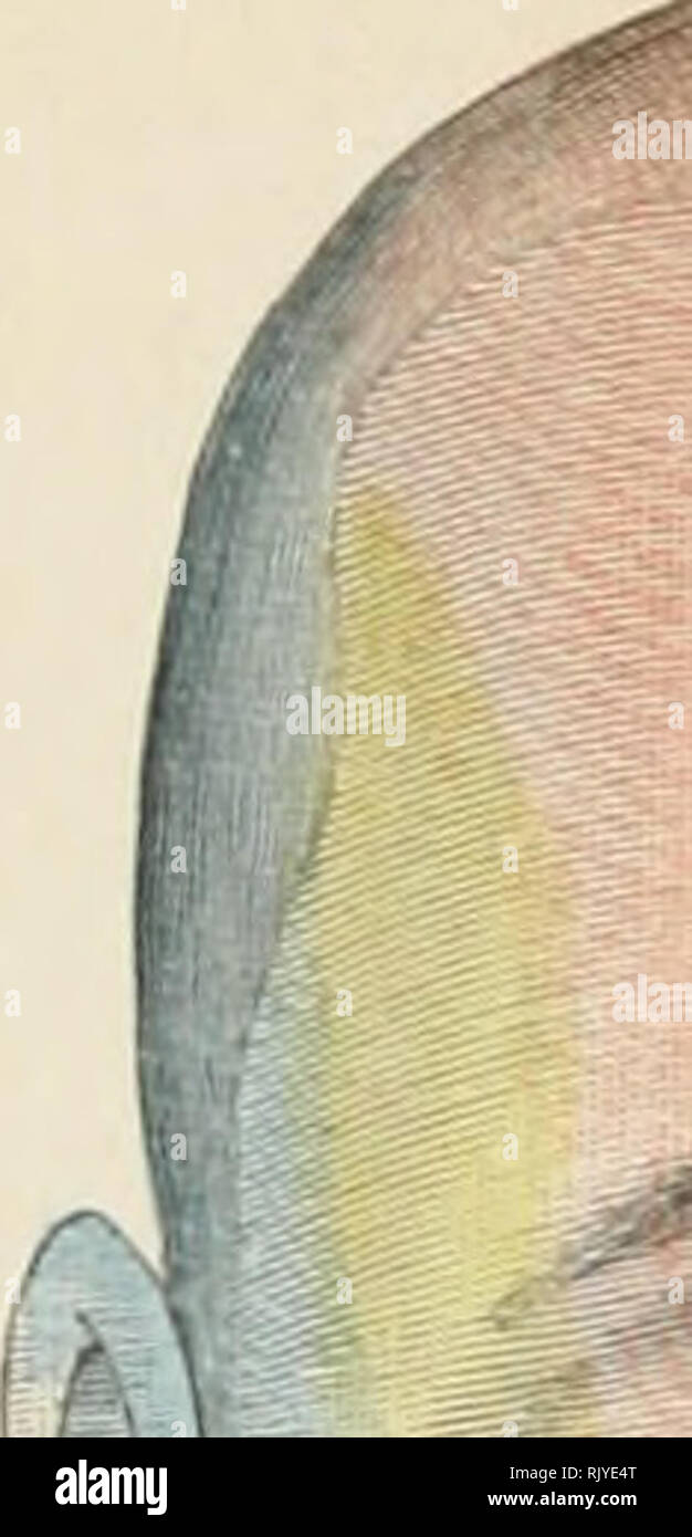 . De l'Atlas topographique (appliquée) L'anatomie humaine pour étudiants et praticiens. L'anatomie. . Veuillez noter que ces images sont extraites de la page numérisée des images qui peuvent avoir été retouchées numériquement pour plus de lisibilité - coloration et l'aspect de ces illustrations ne peut pas parfaitement ressembler à l'œuvre originale.. Bardeleben, Karl Heinrich von, 1849-1919 ; Haeckel, Ernst Heinrich Philipp August, 1834-1919. Londres :, Jean-Paul Tibéri limited ; New York, société, Jean-Paul Tibéri Banque D'Images