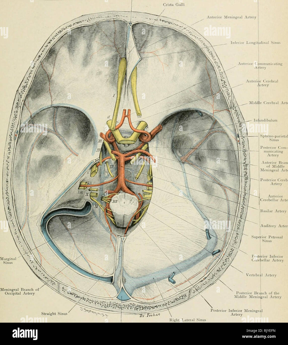 . De l'Atlas topographique (appliquée) L'anatomie humaine pour étudiants et praticiens. L'anatomie. Le sinus longitudinal supérieur de l'artère méningée antérieure du sinus longitudinal inférieur j'AnterKir Comniunirating iliddie l'artère cérébrale antérieure artère cérébrale. Direction générale de l'artère méningée occipitale droite d'iliddle branche antérieure de l'artère méningée antérieure de l'artère cérébrale postérieure artère cérébelleuse artère basilaire artère auditive / ^^- / , r) j prb qualite supérieure ihj â ¢ â*j J // Sinus /^ ^ y inférieure postérieure'* / artère cérébelleuse artère vertébrale Ptjsterior Branche de l'artère méningée moyenne Poste Banque D'Images