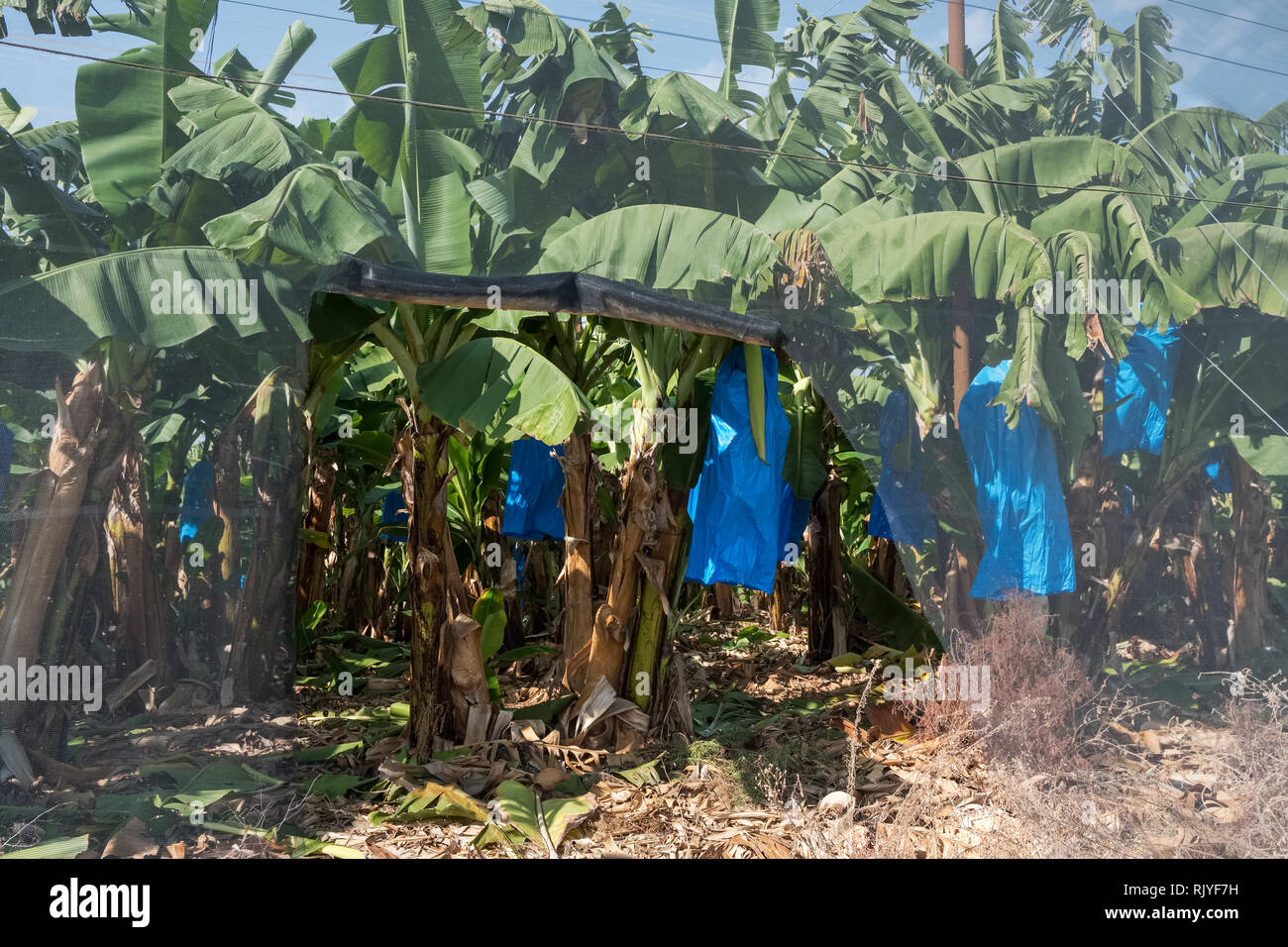 Les plantations de banane recouverte de grillage en Israël Banque D'Images