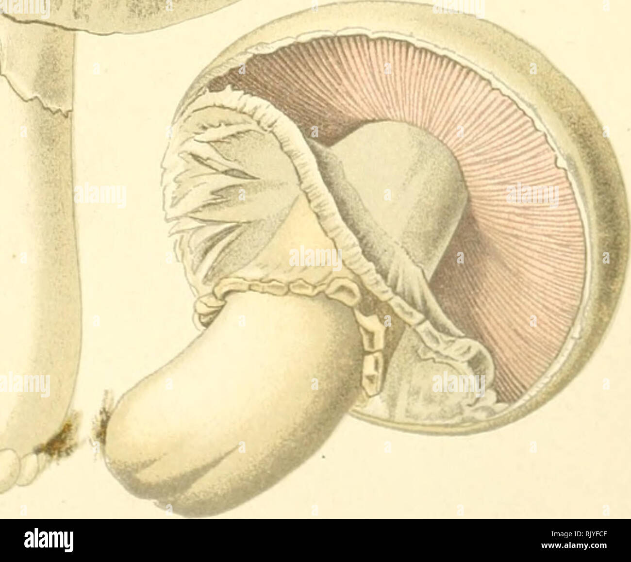 . Atlas des champignons comestibles et vnneux. Champignons -- France ; Champignons -- France. Psalliota sylvatica. P.Halliolcdcsfofvts. (Comestible). Â ^ ^^ V. N9103. Psalliota campestris. Psalliote des champs, fecmatible).. Veuillez noter que ces images sont extraites de la page numérisée des images qui peuvent avoir été retouchées numériquement pour plus de lisibilité - coloration et l'aspect de ces illustrations ne peut pas parfaitement ressembler à l'œuvre originale.. Dufour, L. (Lon), 1861-1942. Paris, P. Klincksieck Banque D'Images