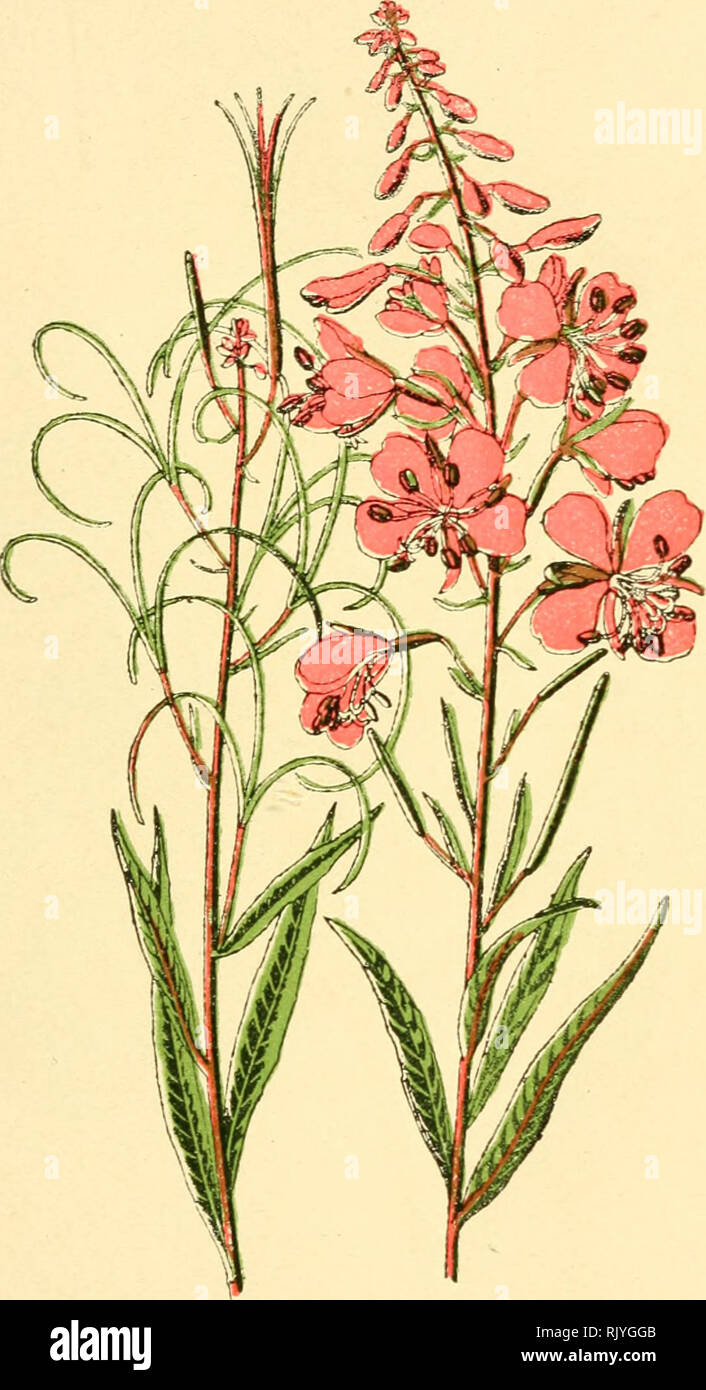 . Atlas de poche des plantes des champs, des prairies et des bois : a l'usage des promeneurs et des excursionnistes. La botanique. - 81 - bois, haies, les talus des chemins de fer. - Fleurit de mai en août.. L'Osier fleuri. Saint-Antoim spieatum de Laurier Epilobium. - Onagrariées. -. Veuillez noter que ces images sont extraites de la page numérisée des images qui peuvent avoir été retouchées numériquement pour plus de lisibilité - coloration et l'aspect de ces illustrations ne peut pas parfaitement ressembler à l'œuvre originale.. Siélain, R. Paris : P. Klincksieck Banque D'Images