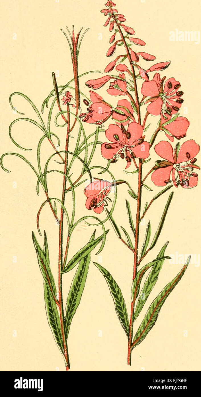 . Atlas de poche des plantes des champs, des prairies et des bois : a l'usage des promeneurs et des excursionnistes. La botanique. - 81 - bois, haies, les talus des chemins de fer. - Fleurit de mai août. de l'UE. L'Osier fleuri. Laurier de Saint-Antoine. Epilobium spicatum. - Onagrariées. -. Veuillez noter que ces images sont extraites de la page numérisée des images qui peuvent avoir été retouchées numériquement pour plus de lisibilité - coloration et l'aspect de ces illustrations ne peut pas parfaitement ressembler à l'œuvre originale.. Siélain, R. Paris : P. Klincksieck Banque D'Images