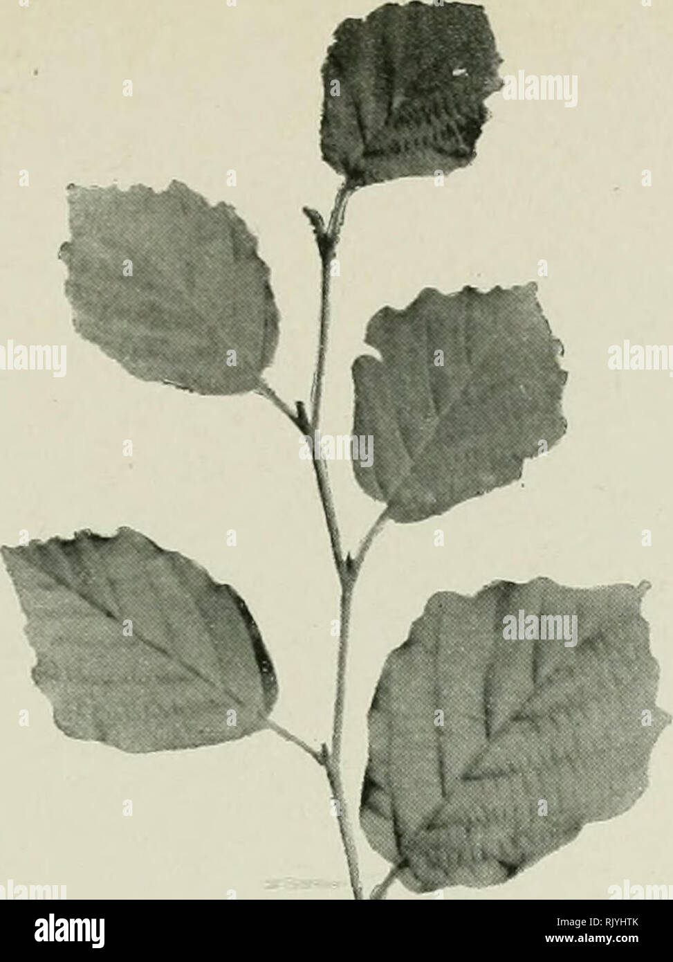 . Atlas de photomicrographie des plantes médicinales. Anatomie végétale ; les plantes médicinales. PI. 52,. Veuillez noter que ces images sont extraites de la page numérisée des images qui peuvent avoir été retouchées numériquement pour plus de lisibilité - coloration et l'aspect de ces illustrations ne peut pas parfaitement ressembler à l'œuvre originale.. Braemer, Louis, 1858-1935 ; Suis, Armand, 1859-. Paris : Editions Vigot Banque D'Images