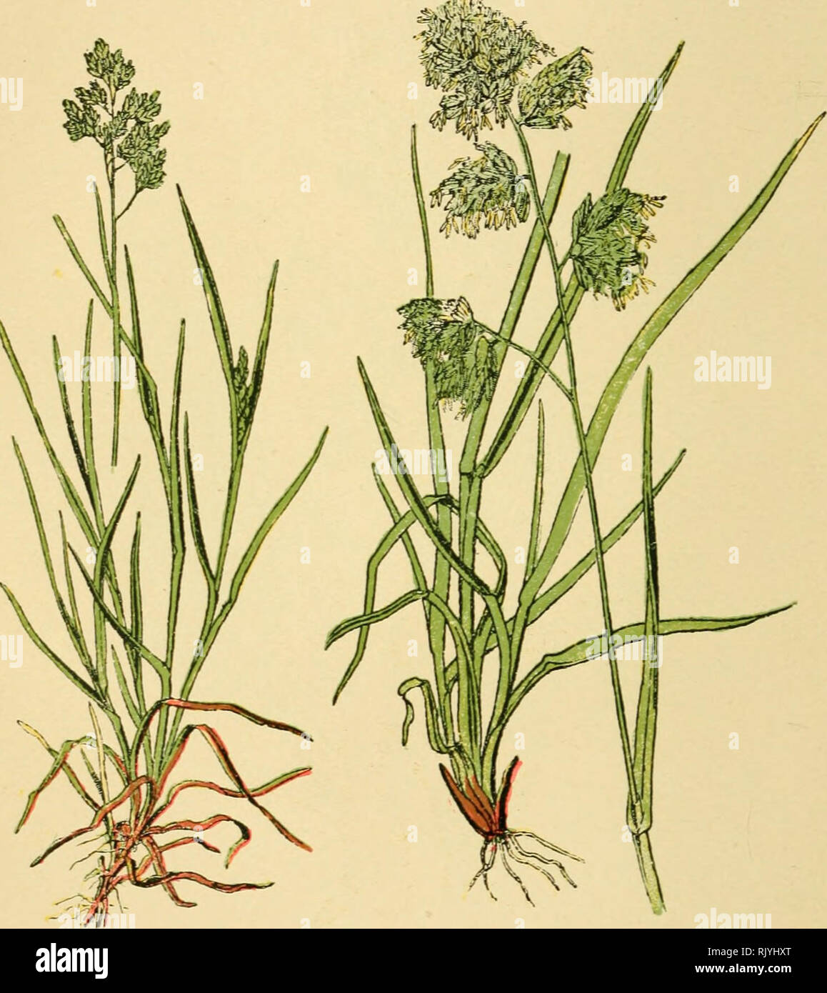 Atlas de poche des plantes des champs des prairies et des bois à l’usage des promeneurs et des excursionnistes. Série II. main image 1