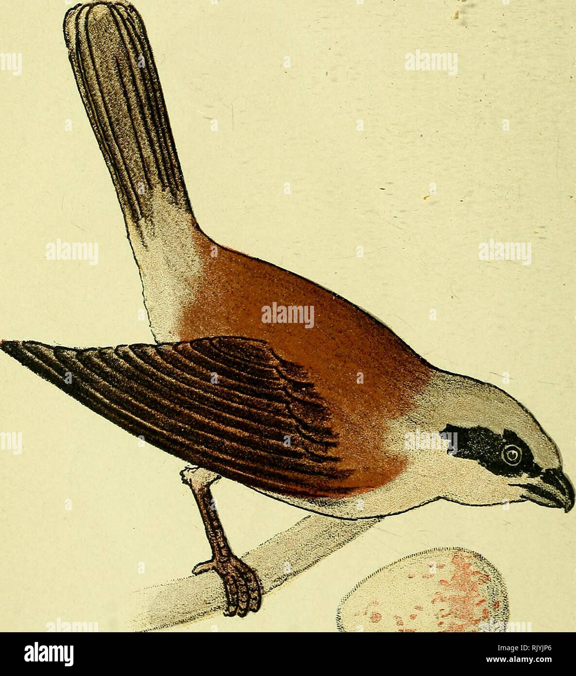 Atlas De Poche Des Oiseaux De France Suisse Et Belgique