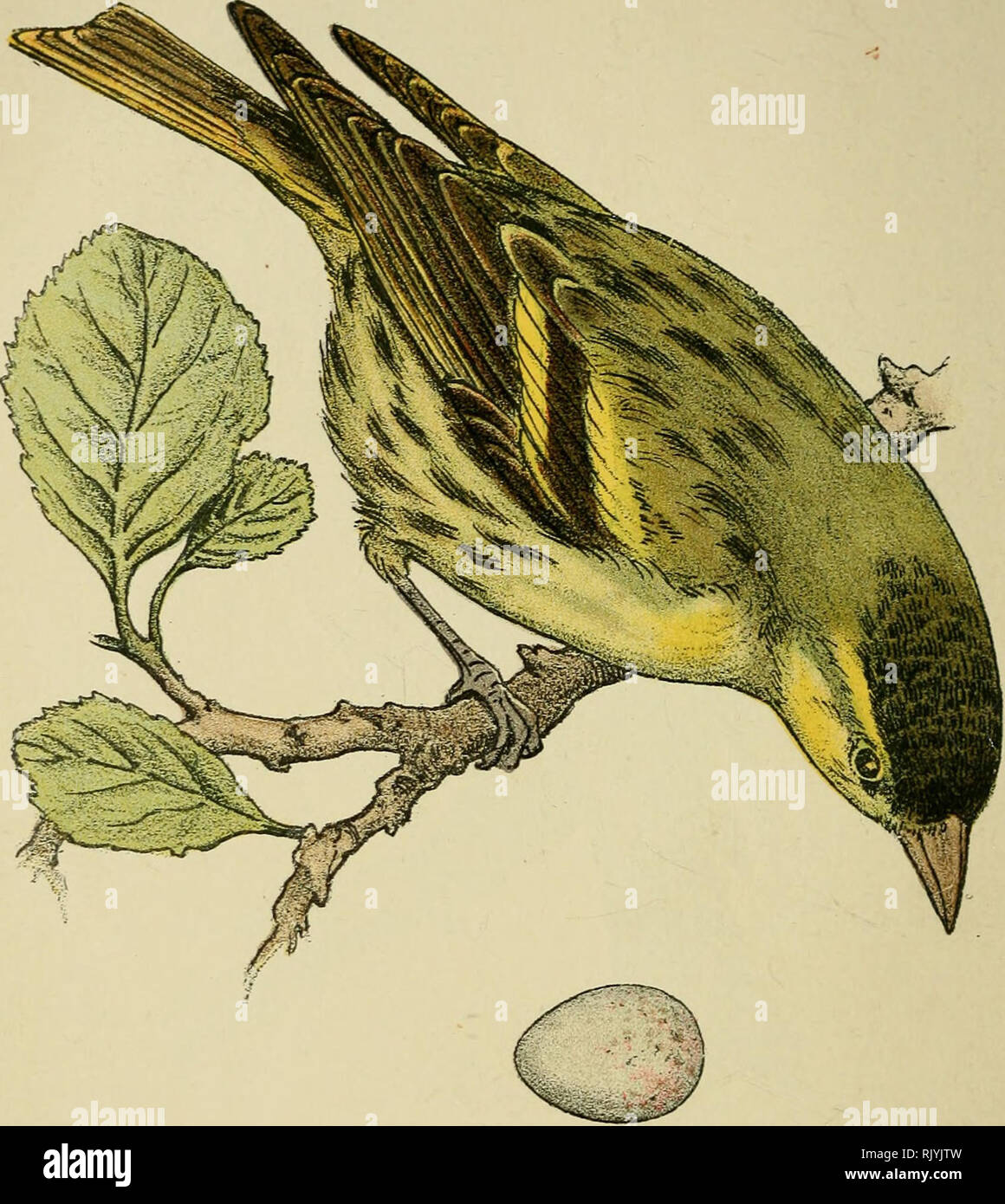 Atlas De Poche Des Oiseaux De France Suisse Et Belgique