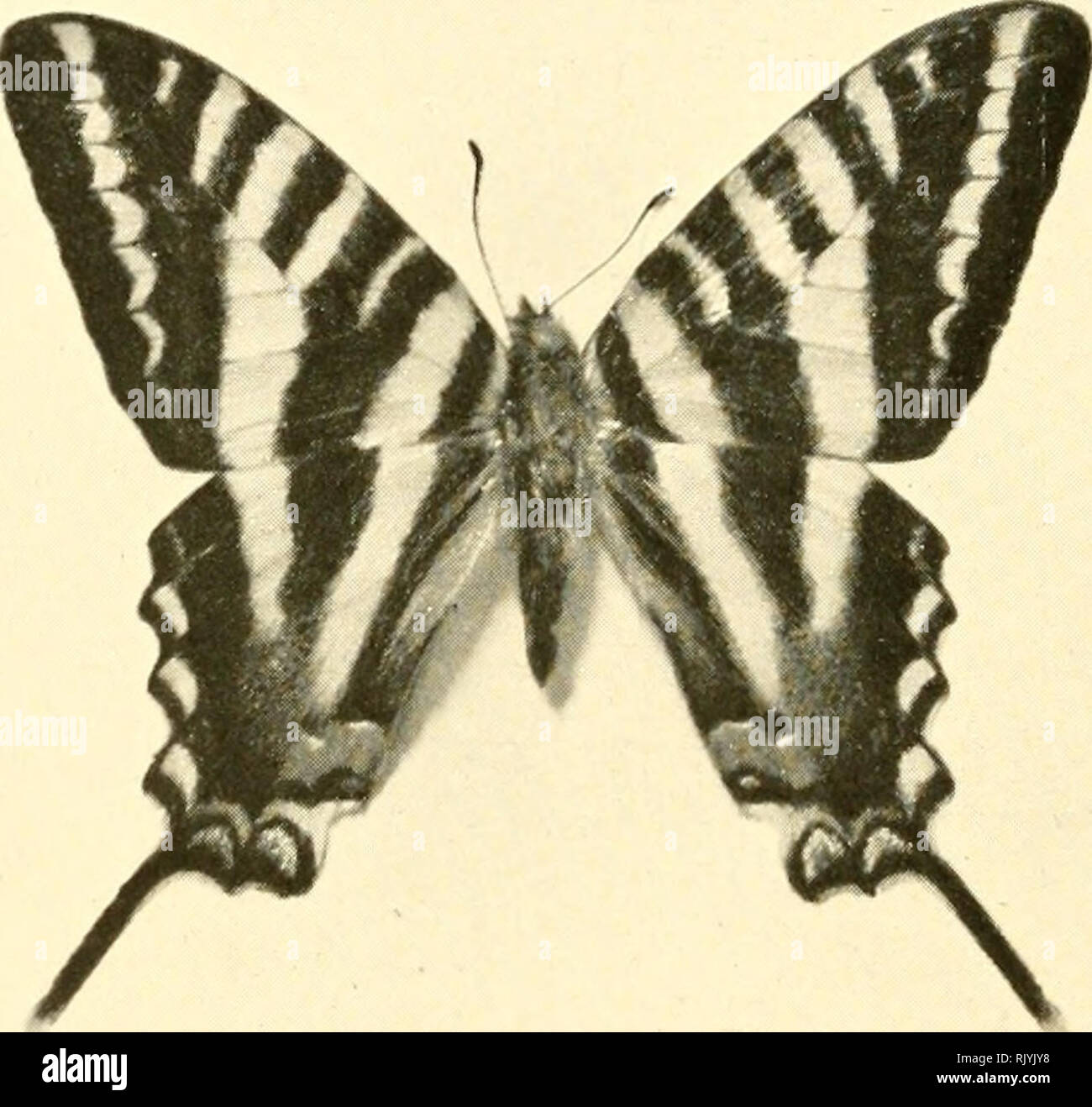 . Que la nature leur montre : les mites et les papillons des États-Unis, à l'Est des Rocheuses : avec plus de 400 illustrations photographiques dans le texte et beaucoup de transferts d'espèces à partir de la vie. Lepidoptera ; nature des impressions. 340 papillons et papillons. Un butteifl}^ whicli semble kretan hostel en partie emprunté sa forme de Papilio turnus et ses couleurs à partir de notre prochain, espèce Papilio Papilio eurymedon, Ajax est. Cet insecte appartient à la moitié ouest du continent et y est abondante le long de la base de l'est de la Sierra Nevada en juin et juillet. La chenille ressemble à celui de Papilio turnus.. Papi Banque D'Images