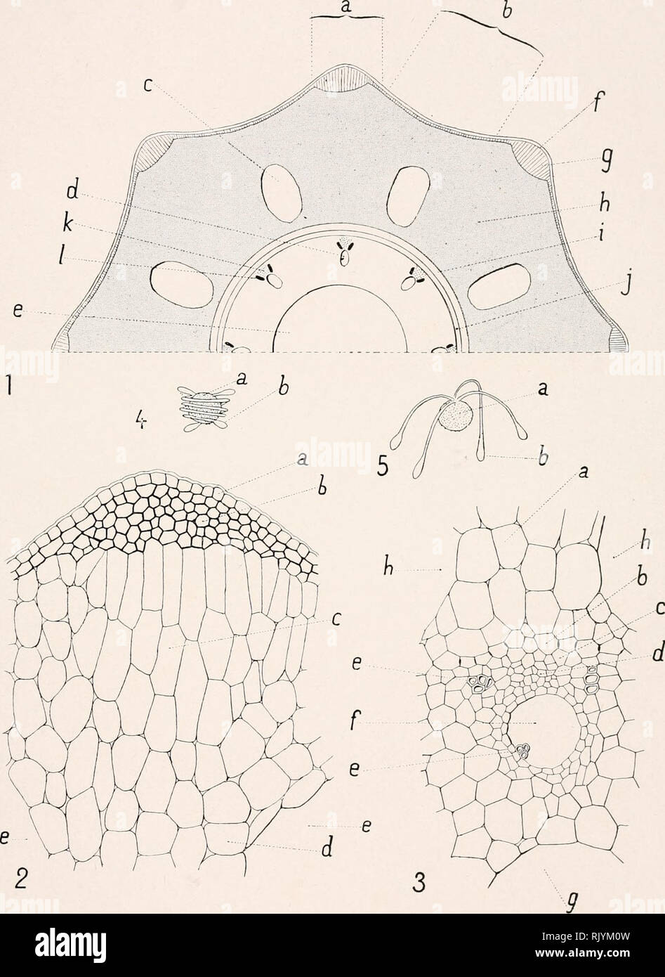 . Atlas de botanique microscopique : manuel de travaux pratiques .... Botanique -- Anatomie. Planche XLI.. lige de l'Eauisetum arvense. Veuillez noter que ces images sont extraites de la page numérisée des images qui peuvent avoir été retouchées numériquement pour plus de lisibilité - coloration et l'aspect de ces illustrations ne peut pas parfaitement ressembler à l'œuvre originale.. Coupin, Henri, b. 1868 ; Jodin, Henri ; le Dauphiné, André. Paris : Editions Vigot Banque D'Images