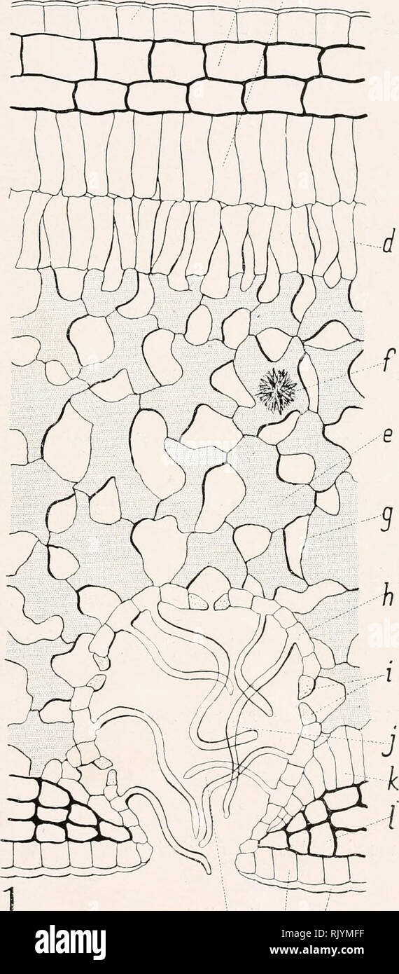 . Atlas de botanique microscopique : manuel de travaux pratiques .... Botanique -- Anatomie. Planche XXXI. d. Veuillez noter que ces images sont extraites de la page numérisée des images qui peuvent avoir été retouchées numériquement pour plus de lisibilité - coloration et l'aspect de ces illustrations ne peut pas parfaitement ressembler à l'œuvre originale.. Coupin, Henri, b. 1868 ; Jodin, Henri ; le Dauphiné, André. Paris : Editions Vigot Banque D'Images