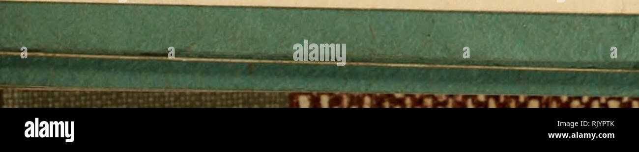 . Le versant atlantique naturaliste. Le versant atlantique naturaliste. Tome 1. NARBERTH, PA., MARS ET AVRIL 1903. N° 1. Un bref examen de l'EMBRY- OLOGICAL FORMATION DU SYSTÈME NERVEUX CENTRAL. Par Frank H. Wldman, M. D., Chargé de cours sur l'embryologie, de la Med Hahnemann- ical College de Philadelphie. La formation du système nerveux central- tion a lieu dans un assez uniforme dans les reptiles, oiseaux et mammifères. Le processus d"a été très travaillés bien dans l'étude de l'élaboration d'embryons d'oiseaux ; le poussin, en raison de la facilité relative avec laquelle les embryons peuvent être ob- ta Banque D'Images