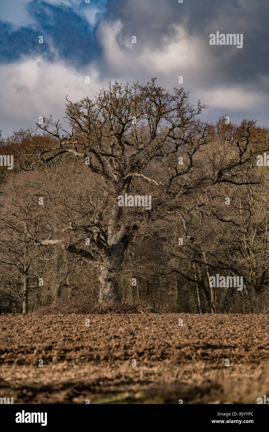 Champ labouré sur woodland edge Banque D'Images