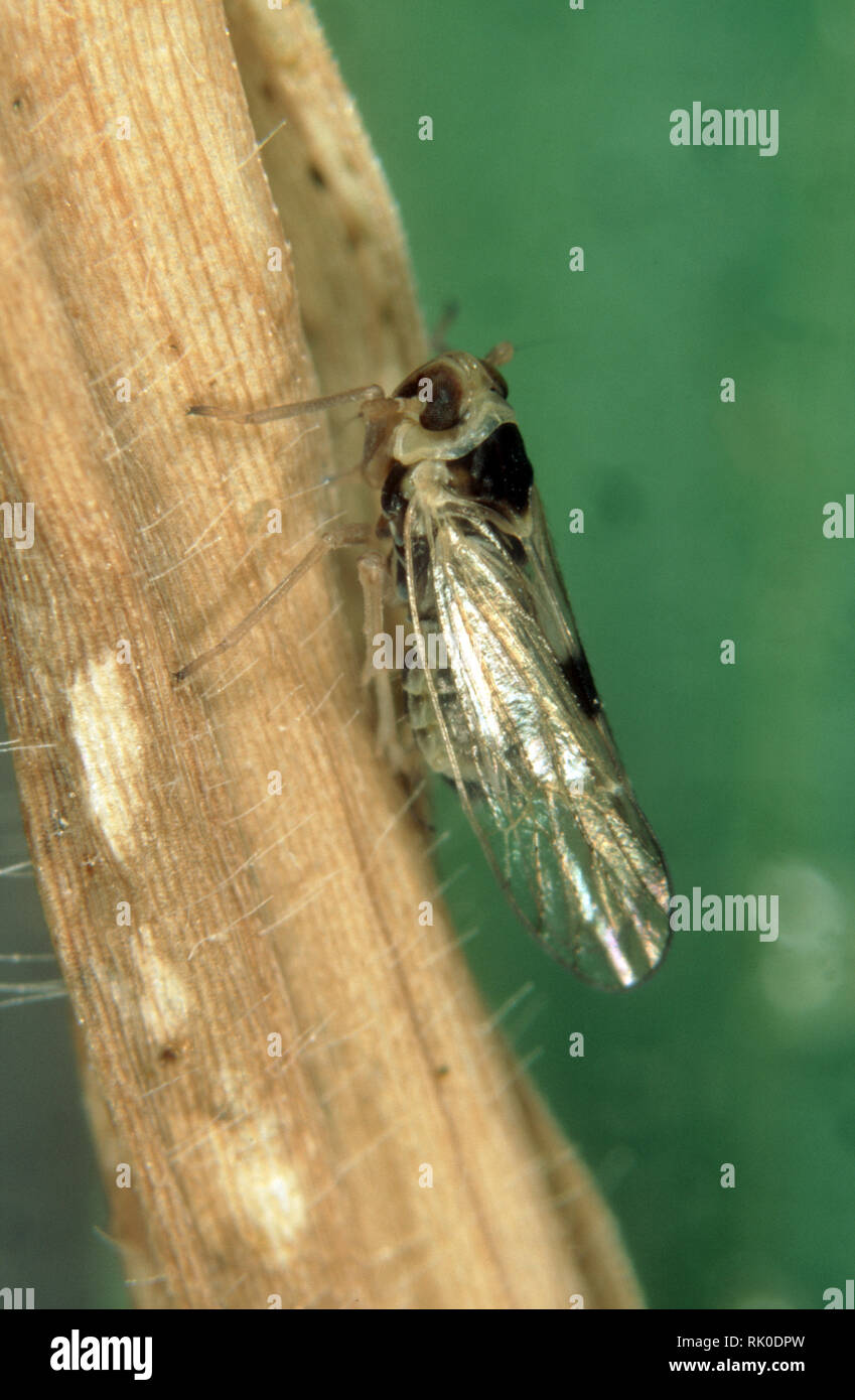 Petit Laodelphax striatellus, la cicadelle brune, adulte sur une tige de riz Banque D'Images