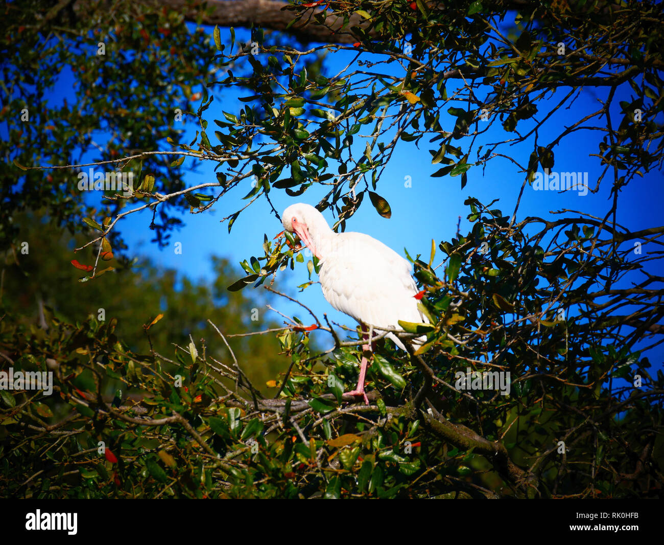 Bush rétro oiseau Banque D'Images