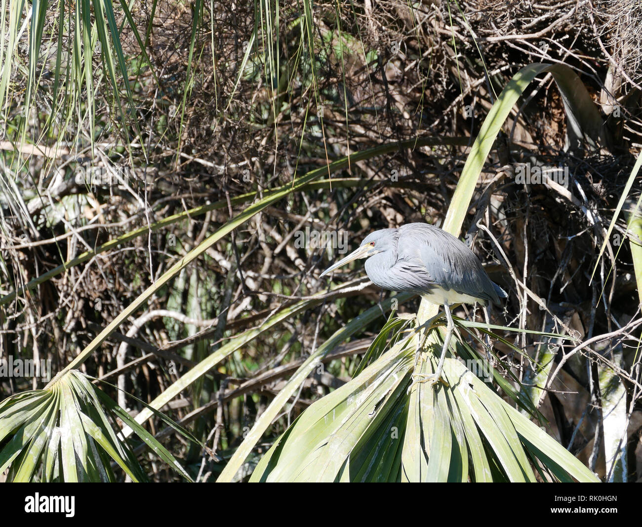 Jungle d'oiseaux gris Banque D'Images