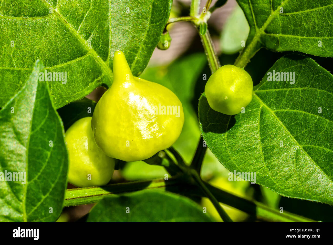 Piment vert biquinho (Capsicum chinense). Banque D'Images