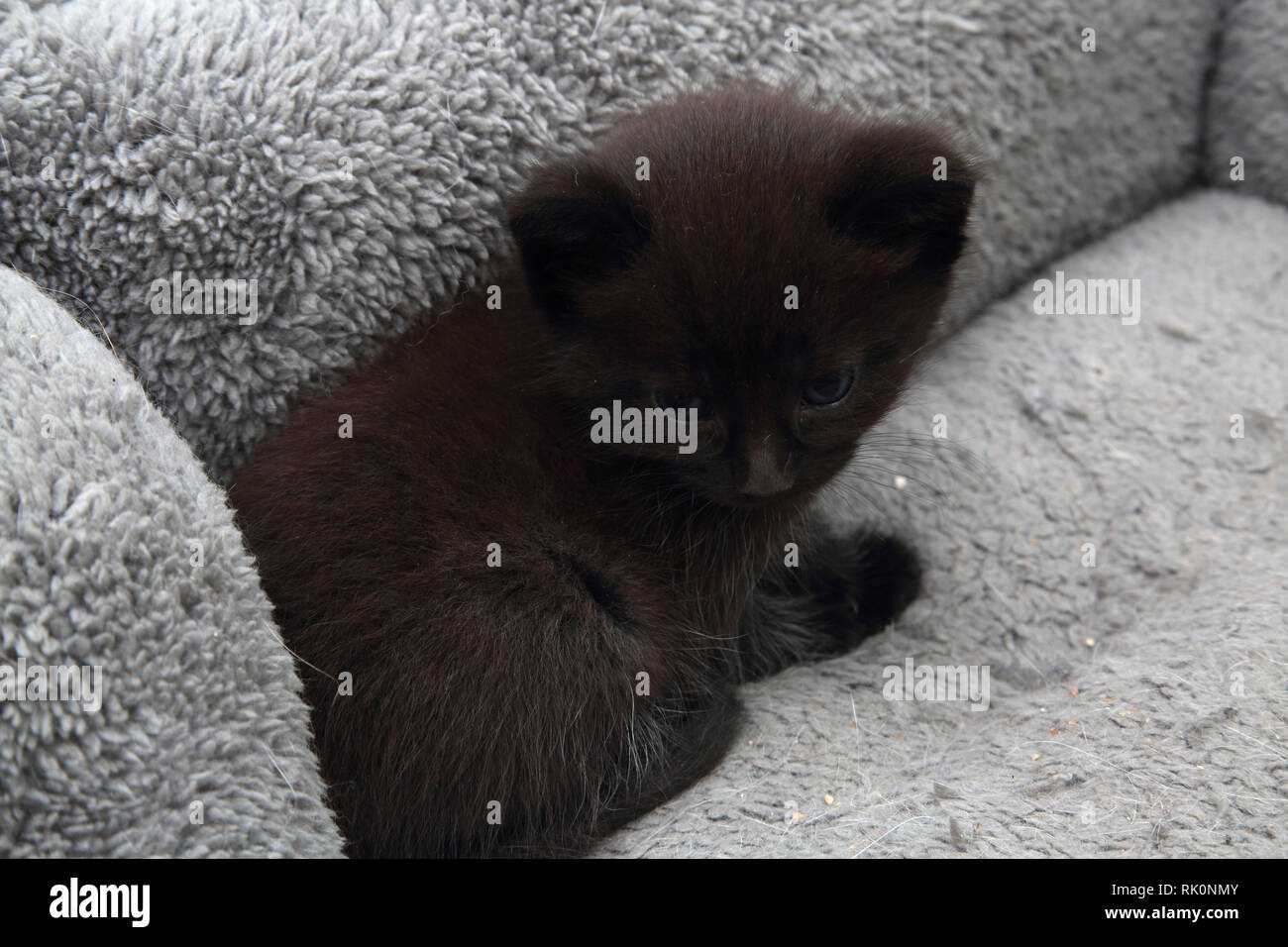 Chaton noir doublé polaire en lit de chat Banque D'Images