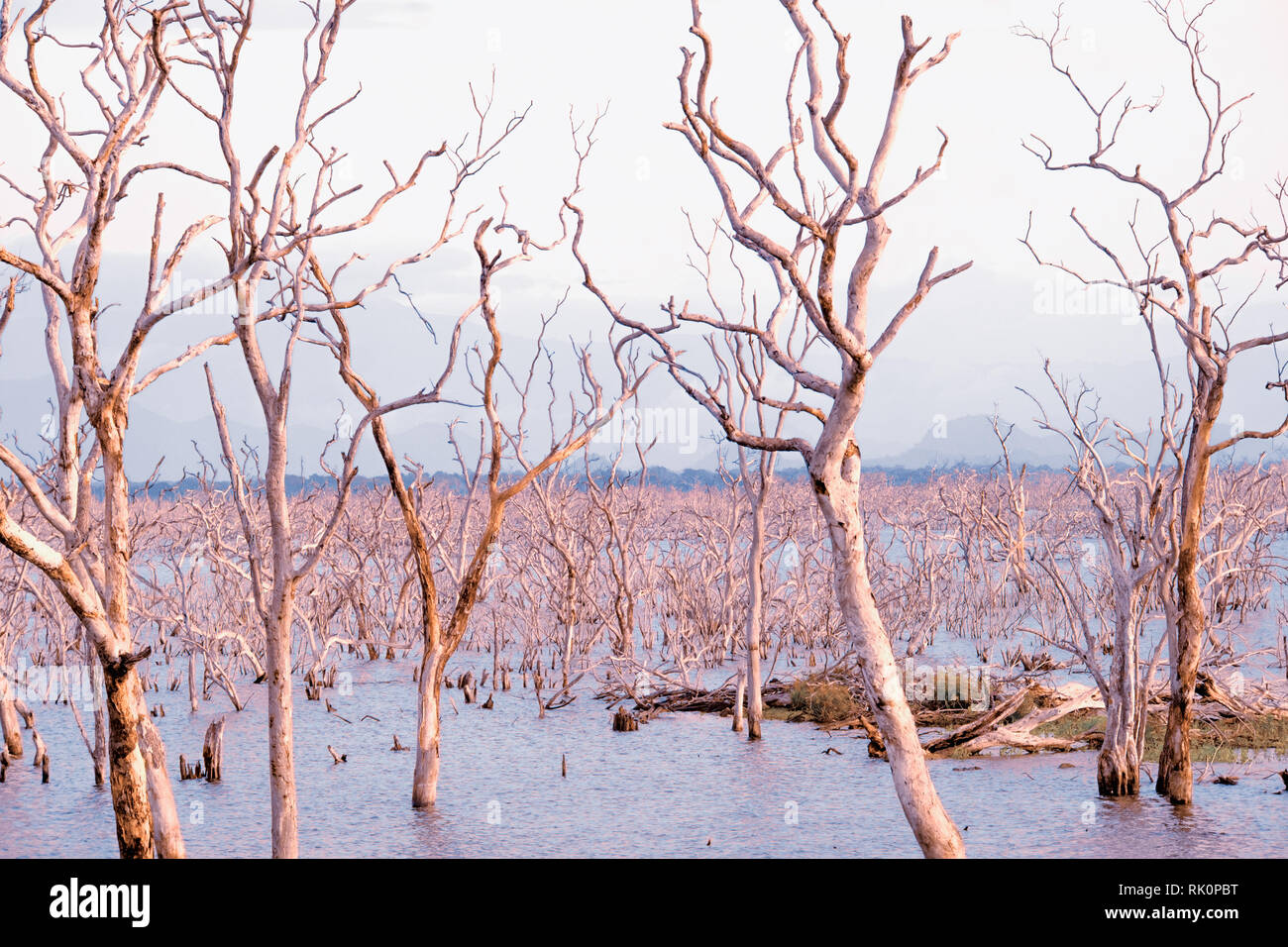 Nature sauvage de l'étonnant parc national de Yala au Sri Lanka. Paysage avec rivière et arbres noyés sous ciel bleu Banque D'Images