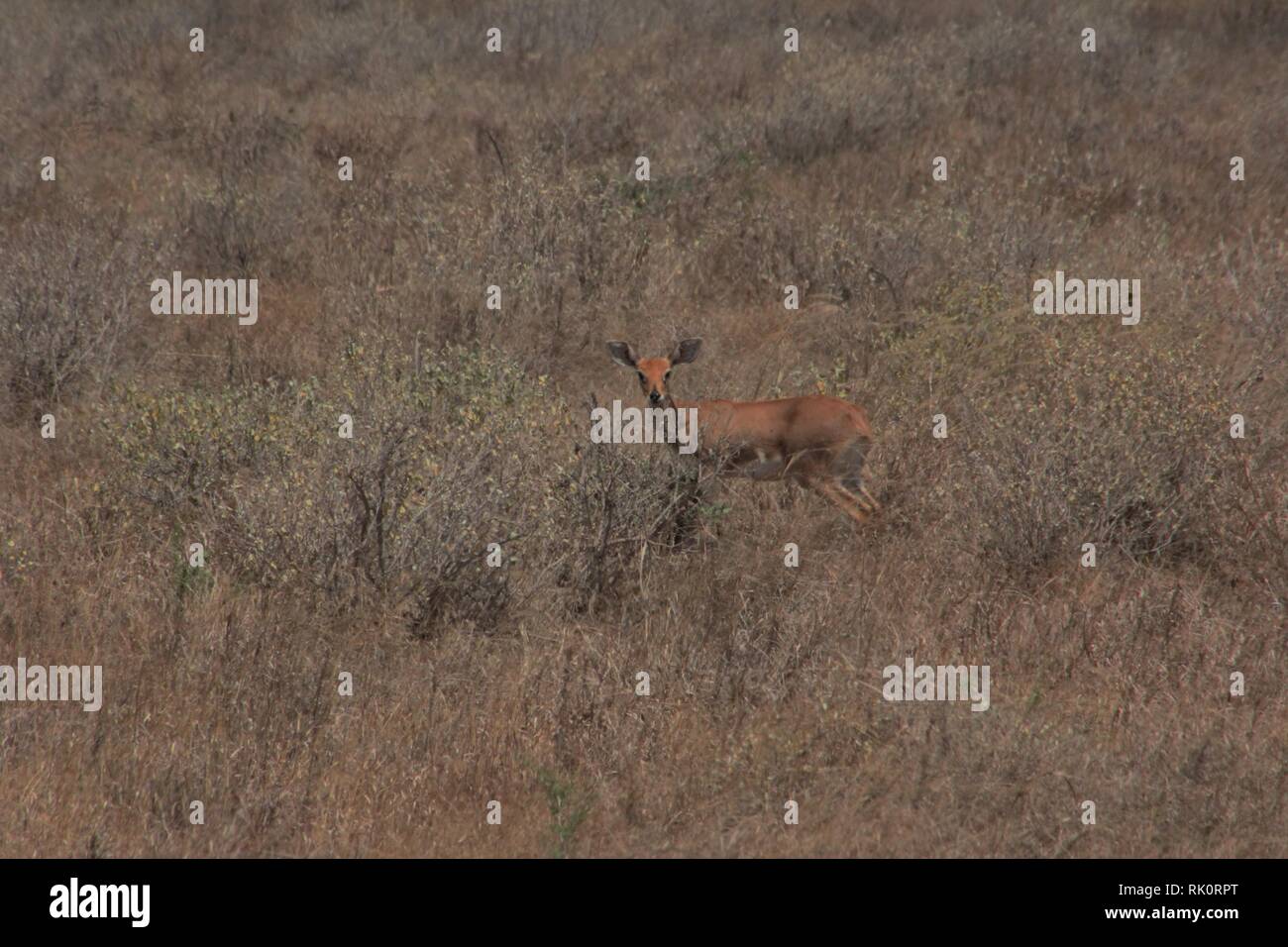 Steenbok (Raphicerus campestris) l'Est de Tsavo National Park, Kenya Banque D'Images