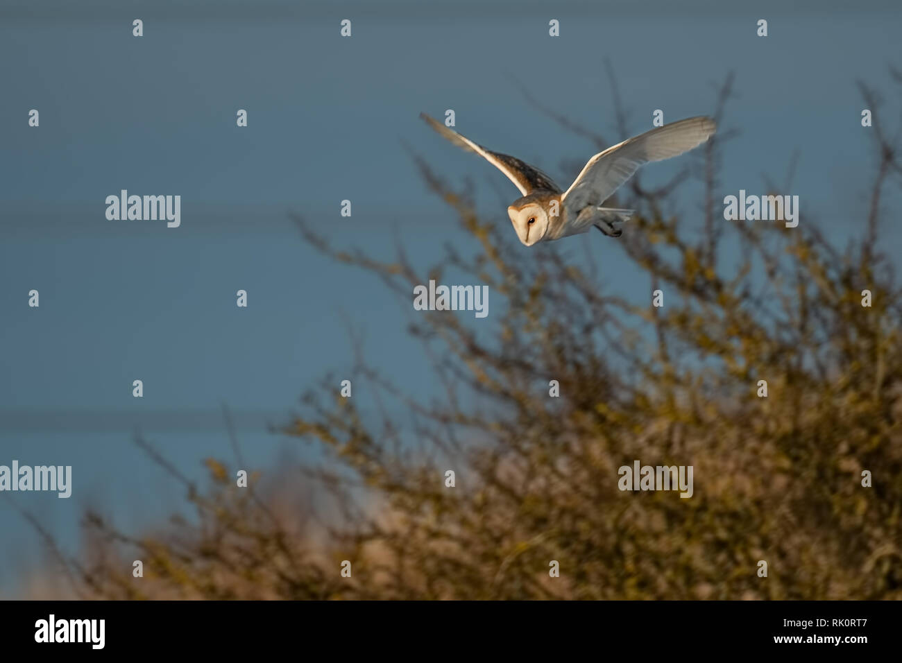 Barn Owl, Farmoor, Oxfordshire, UK. Banque D'Images