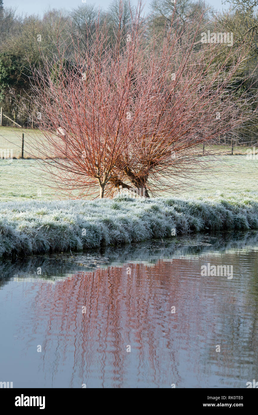 Salix. Hiver glacial willow arbres se reflétant dans la rivière Windrush. Kingham, Cotswolds, Gloucestershire, Angleterre Banque D'Images