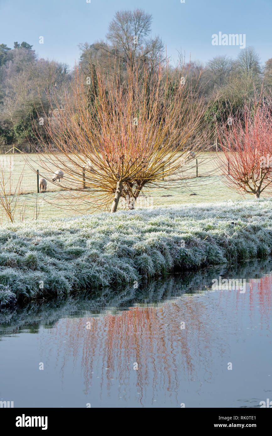 Salix. Hiver glacial willow arbres se reflétant dans la rivière Windrush. Kingham, Cotswolds, Gloucestershire, Angleterre Banque D'Images