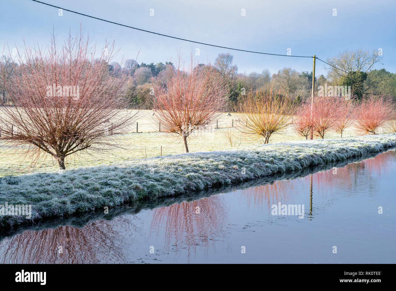 Salix. Hiver glacial willow arbres se reflétant dans la rivière Windrush. Kingham, Cotswolds, Gloucestershire, Angleterre Banque D'Images