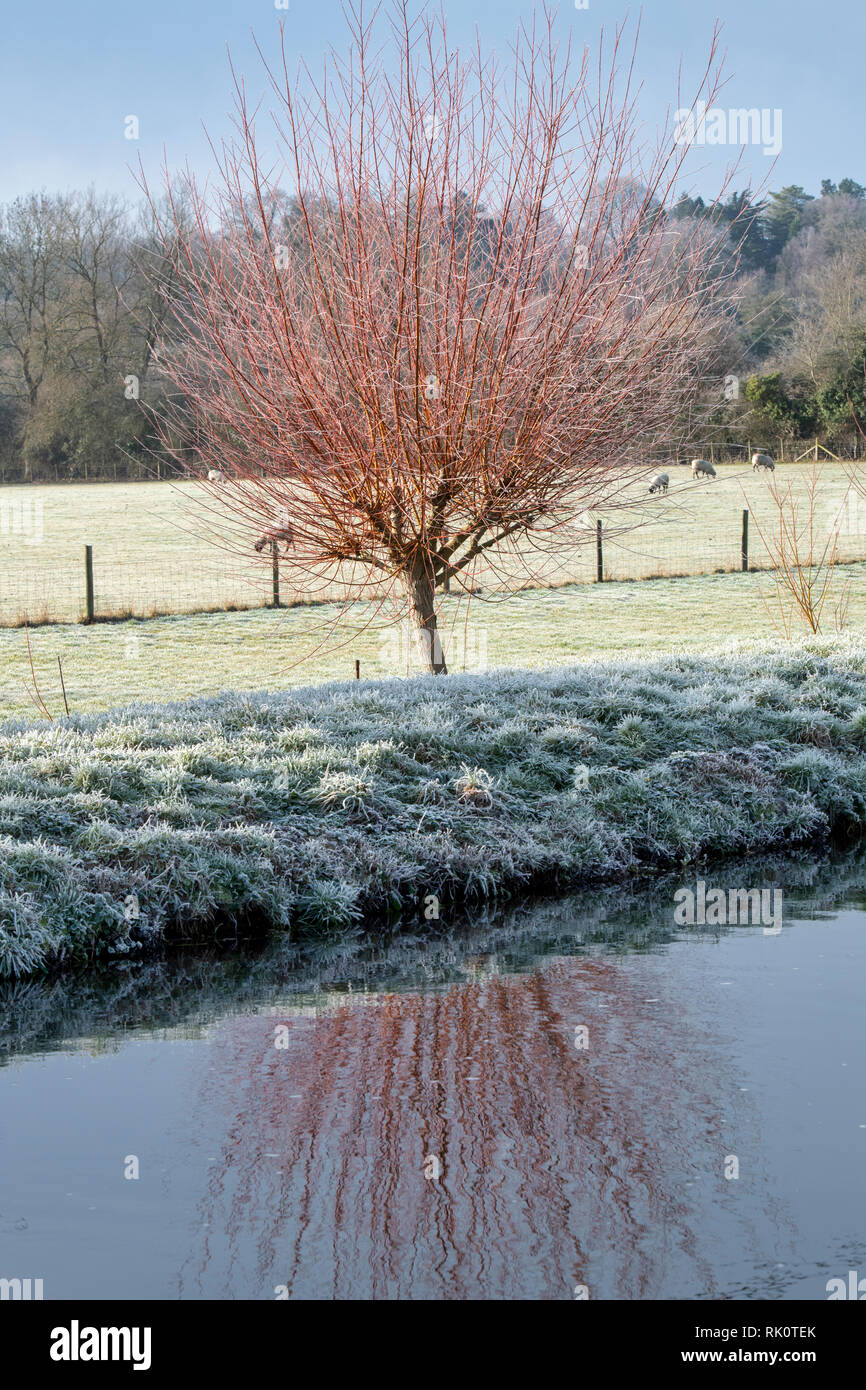 Salix. Hiver glacial willow arbres se reflétant dans la rivière Windrush. Kingham, Cotswolds, Gloucestershire, Angleterre Banque D'Images