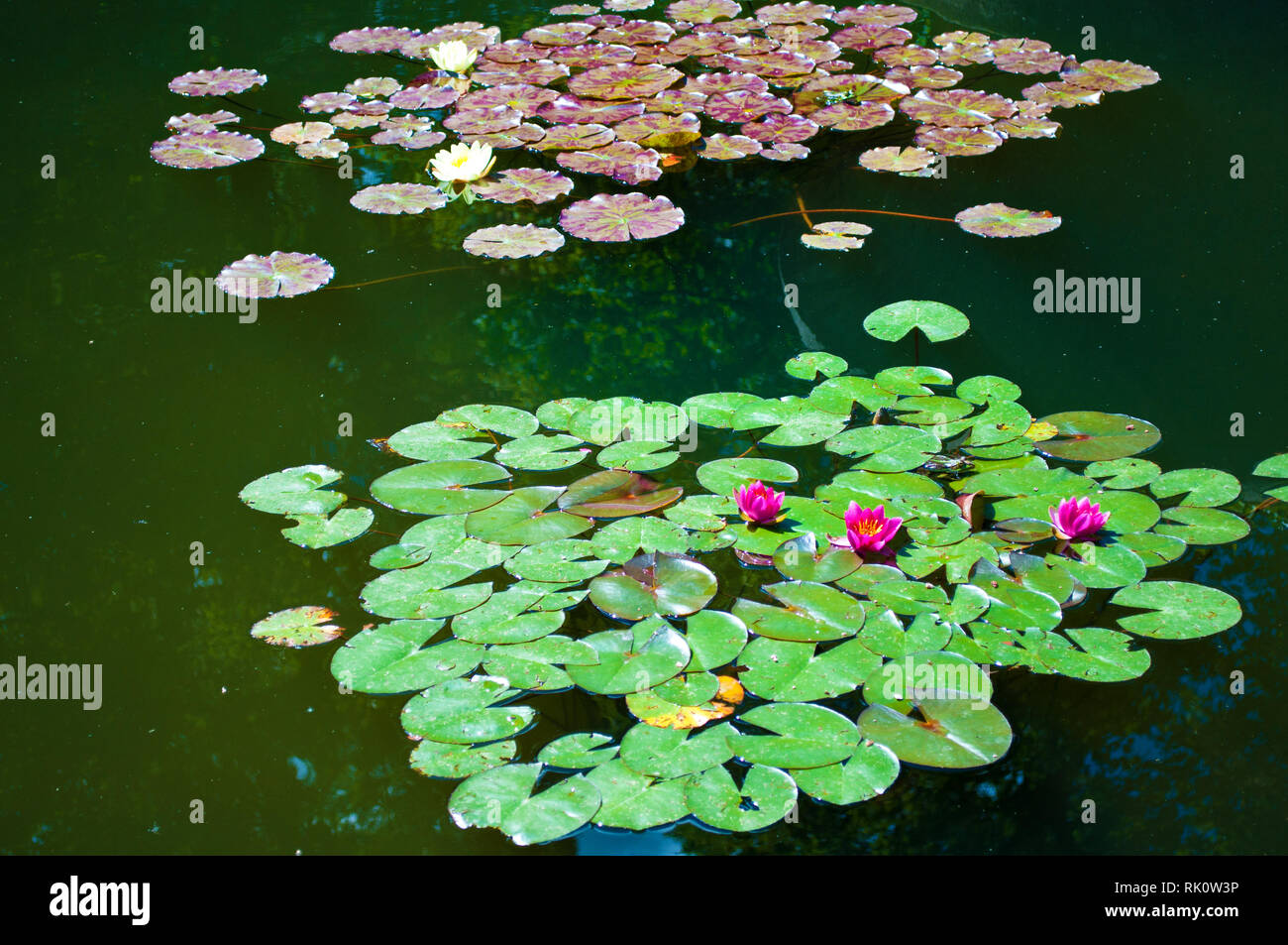 Beaucoup de nénuphars blancs et roses et feuilles flottant sur l'eau verte d'un étang entre la réflexion des arbres et ciel bleu sur une journée d'été dans le parc Banque D'Images