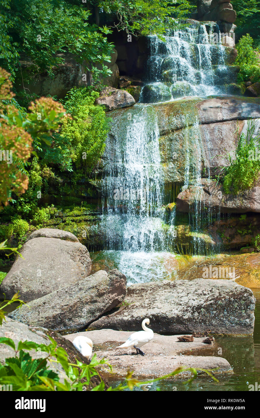 Un cygne blanc debout sur un rocher sur l'arrière-plan d'une magnifique cascade cascade au milieu d'arbres verts. Parc Sofiyivka, Uman, Ukraine Banque D'Images