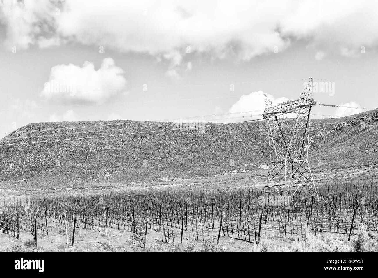 Paysage agricole sur route R46 près de Ceres dans la province occidentale du Cap. L'espalier arbres fruitiers et d'électricité sont visibles. Monochrome Banque D'Images