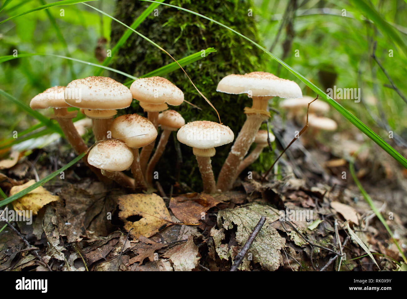 Agaric miel champignons poussent sur un arbre dans la forêt d'automne. Groupe d'Armillaria champignons sauvages. Close up de champignons comestibles. Les champignons agaric miel Banque D'Images