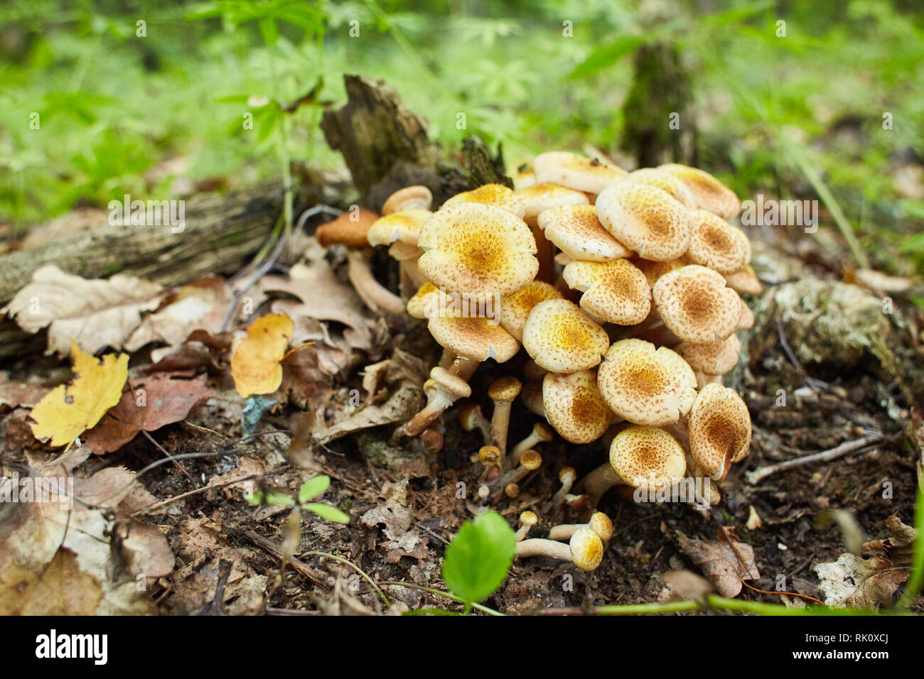 Agaric miel champignons poussent sur un arbre dans la forêt d'automne. Groupe d'Armillaria champignons sauvages. Close up de champignons comestibles. Les champignons agaric miel Banque D'Images