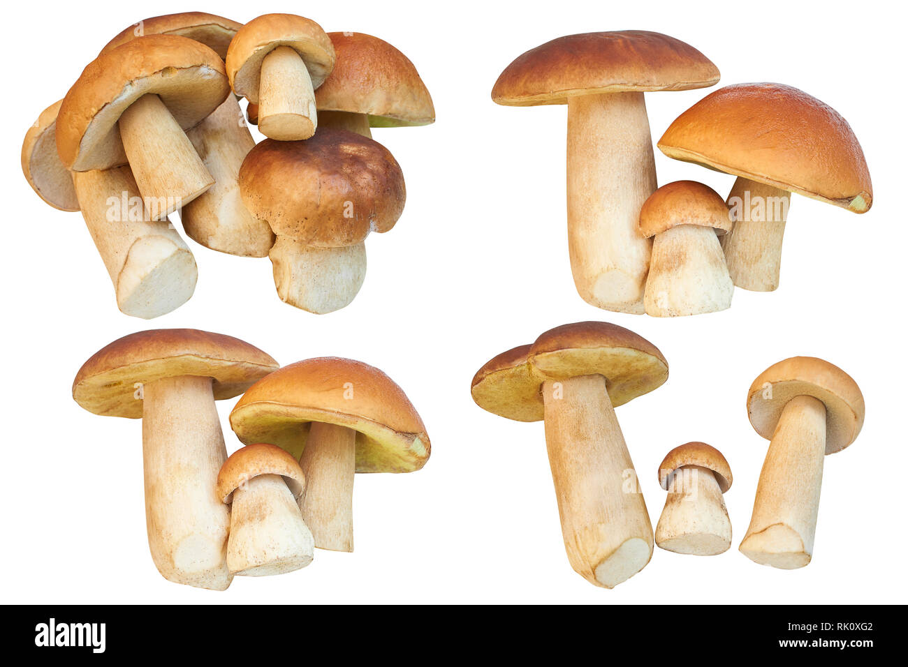 Jeu d'images avec des cèpes (Boletus edulis) champignons isolé sur fond blanc. Close up champignons isolé sur fond blanc Banque D'Images