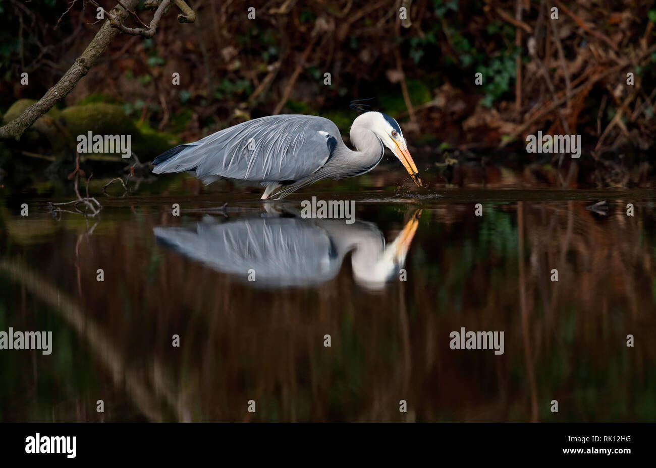 Héron cendré - étude Endcliffe Park, Sheffield, Yorkshire - cet oiseau était étroitement surveillé pendant une heure à gué dans le pool pour furtivement le poisson Banque D'Images