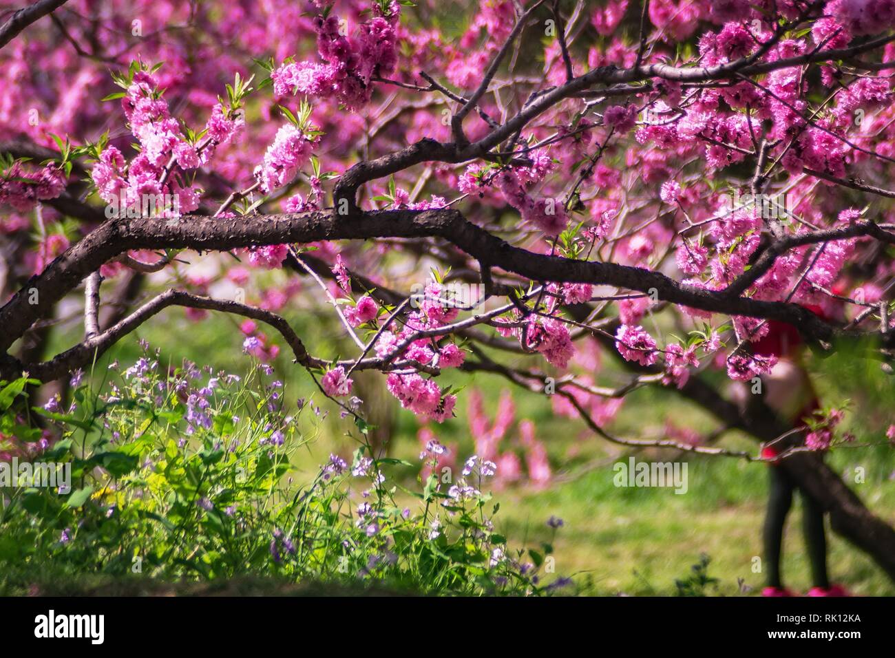 Fleurs rouge naturel avec arbres Banque D'Images