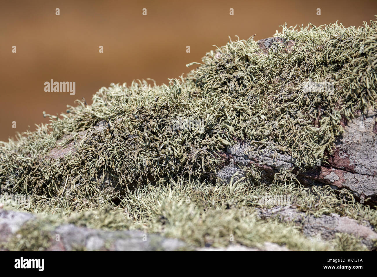 Les plantes déshydratées Sun fig sur un rocher côtier sur Alderney Channel Islands. Banque D'Images