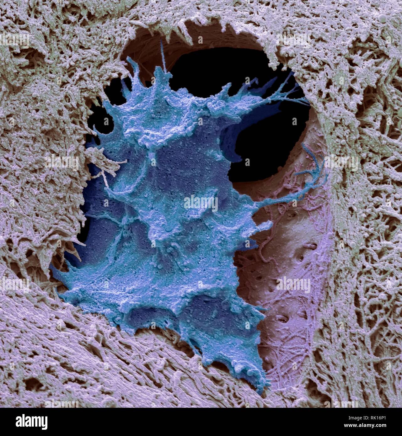 Osteocyte cellule osseuse, SEM Banque D'Images