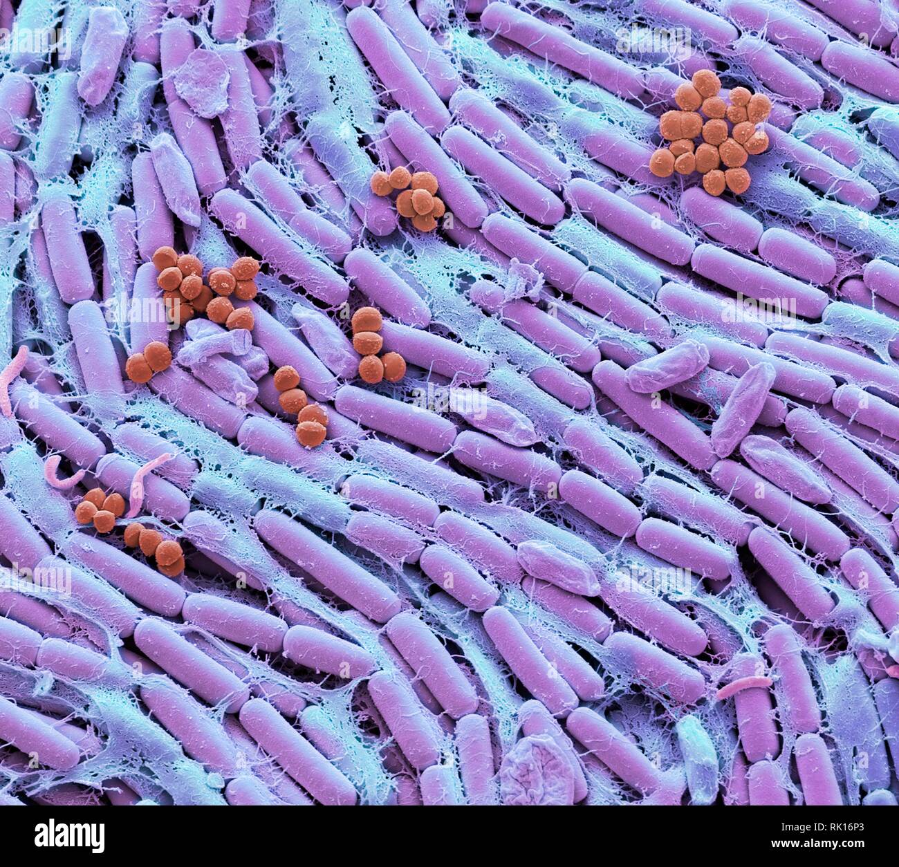 Le lait maternel des bactéries, SEM Banque D'Images