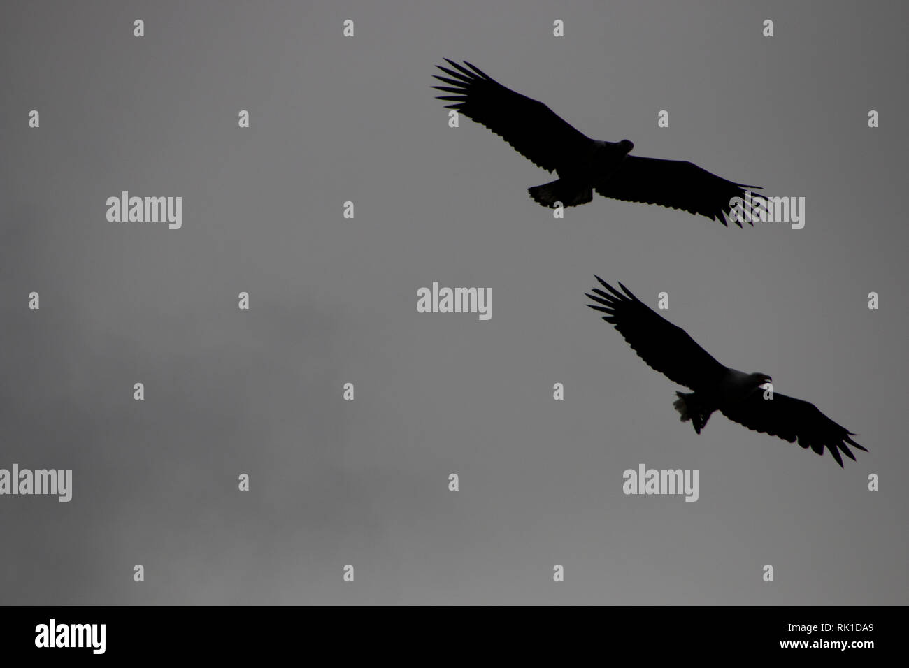 Deux grands oiseaux de proie voler ensemble dans le ciel à la recherche de proies Banque D'Images