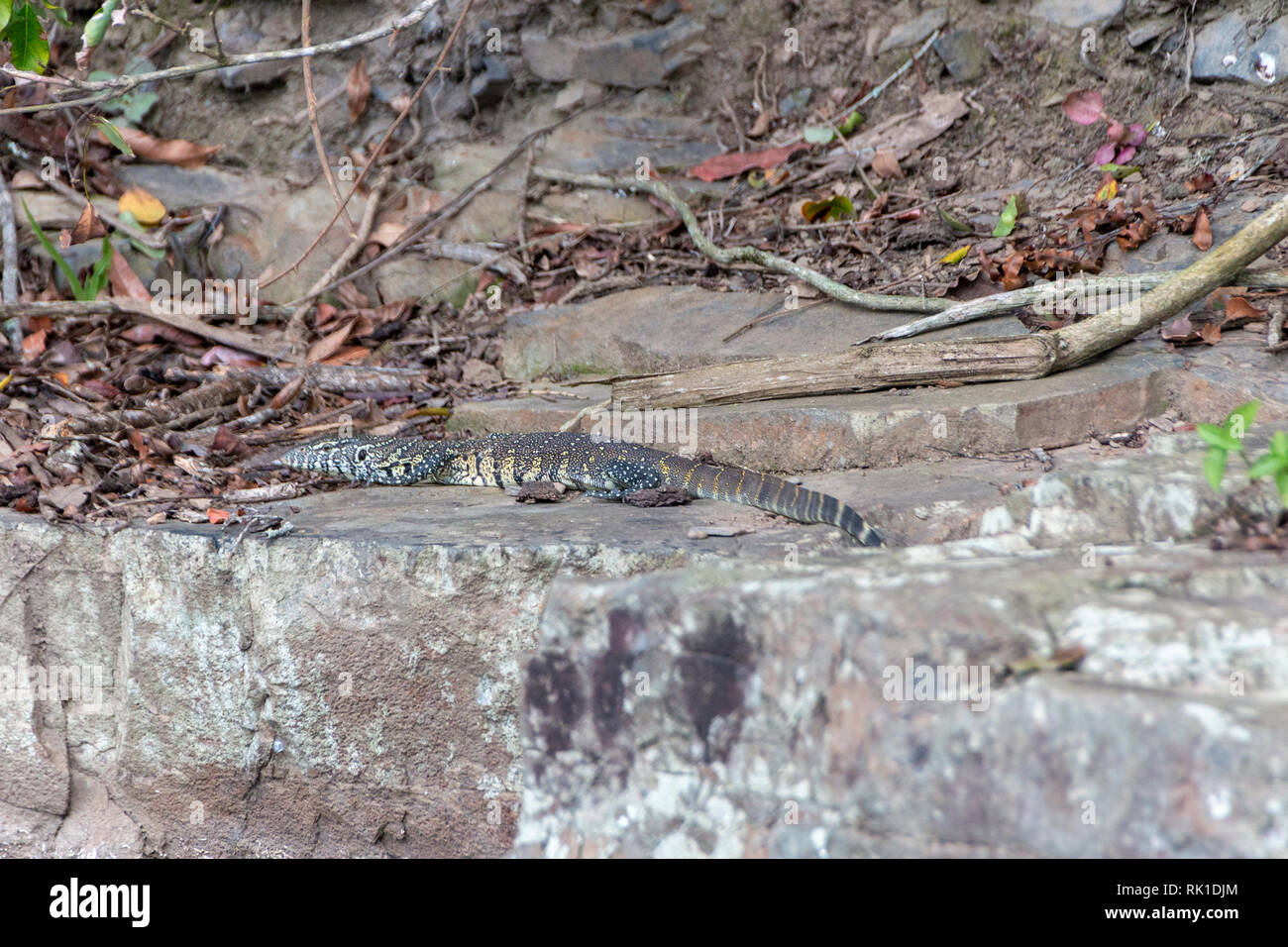 Une vue rapprochée de lizard couché dans les feuilles pour que le camouflage des prédateurs Banque D'Images