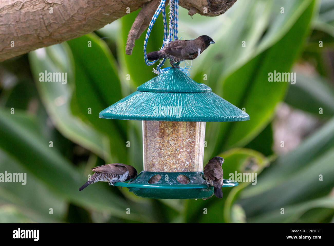 Une vue rapprochée de petits sauvages de manger des roselins graines d'oiseaux d'une mangeoire en plastique dans le jardin Banque D'Images
